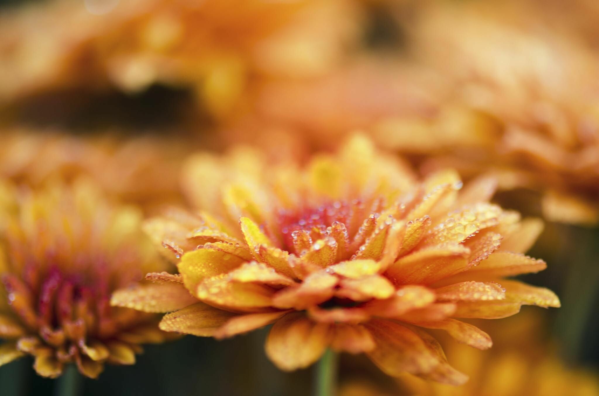 Chrysanthemum: Chrysanthemums are placed on graves to honor the dead during All Saints' Day and All Souls' Day in Poland. 2050x1360 HD Wallpaper.
