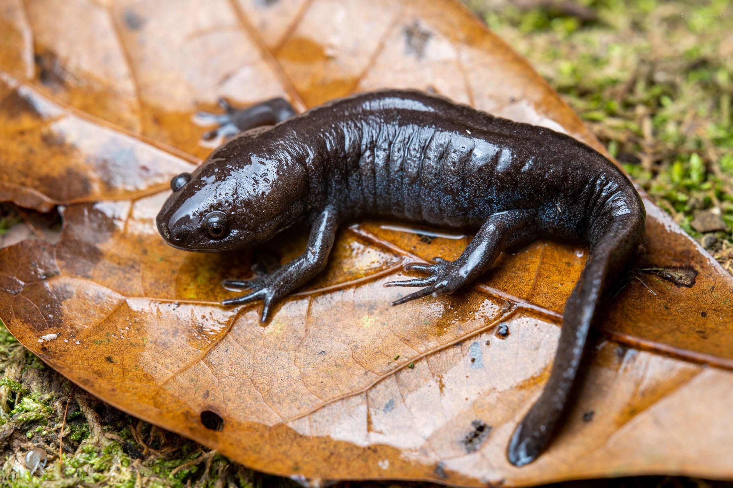 Mole salamander exploration, Reptiles and amphibians of Mississippi, Nature's diversity, Wildlife's hidden treasures, 2560x1710 HD Desktop