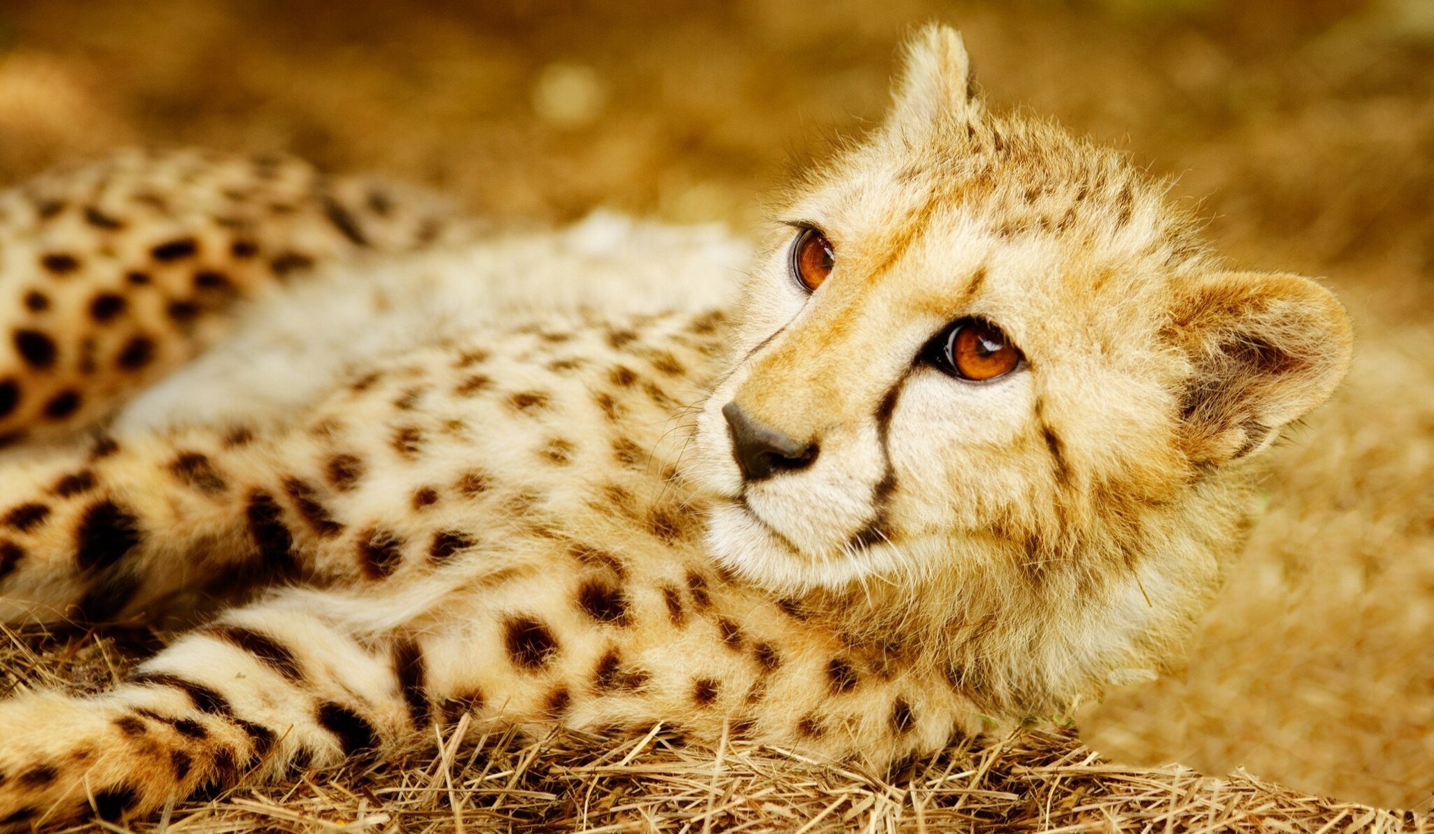 Cheetah wallpapers HD, Stunning imagery, Striking and vibrant, Wildlife photography, 2070x1200 HD Desktop