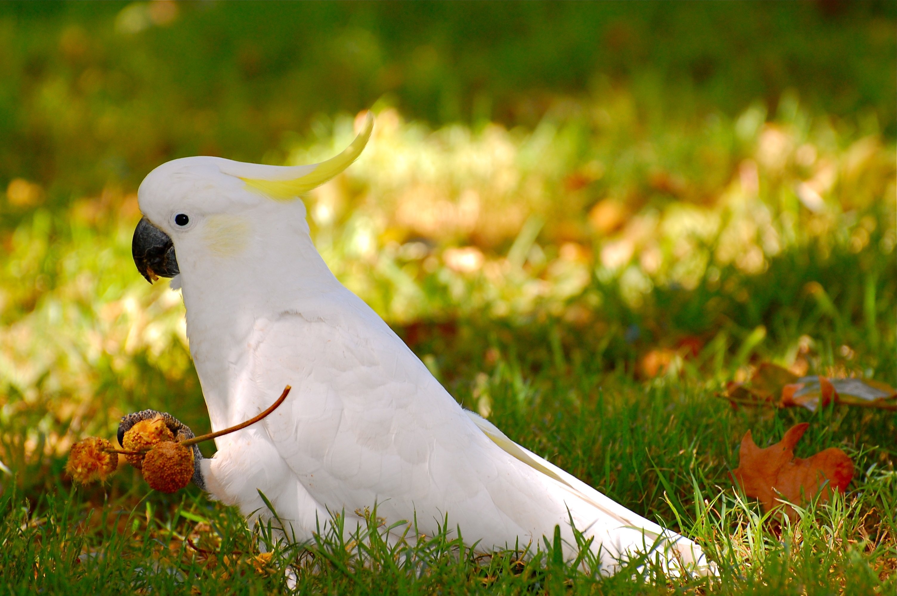 Cockatoo: Yellow Crested Birdie With Acorns And Leaves In Fall. 3010x2000 HD Wallpaper.
