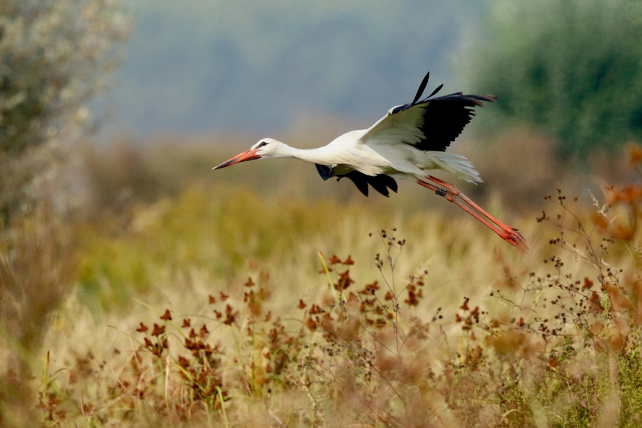 Stork, Stunning visuals, Nature-inspired, High-definition, 2050x1370 HD Desktop