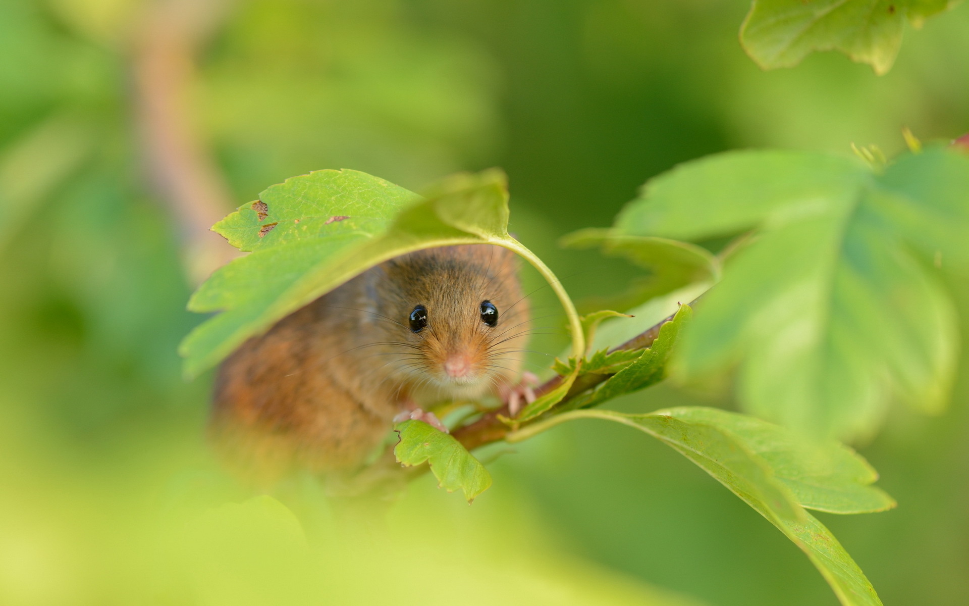 Variety of mouse wallpapers, Mouse in nature, Cute creature, Backgrounds, 1920x1200 HD Desktop