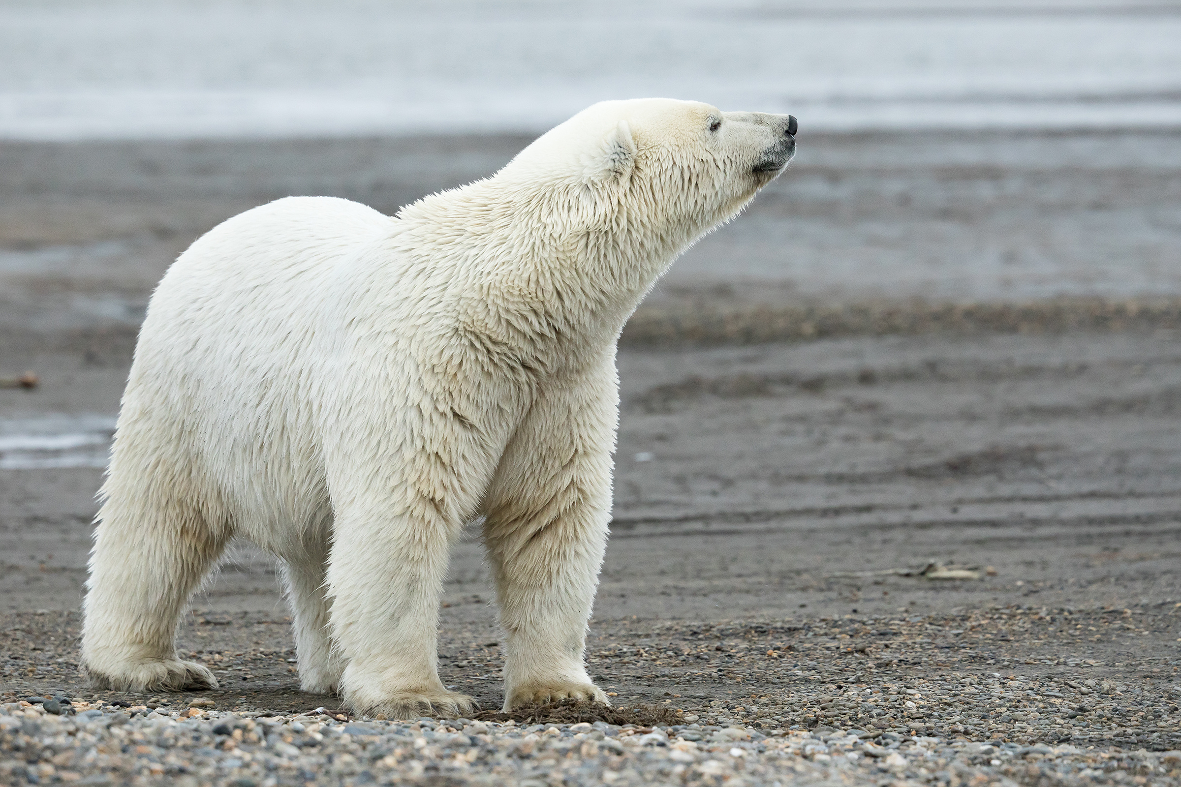 Shoreline polar bear, USFWS sighting, Lisa Hupp, Alaska wildlife, 2400x1600 HD Desktop