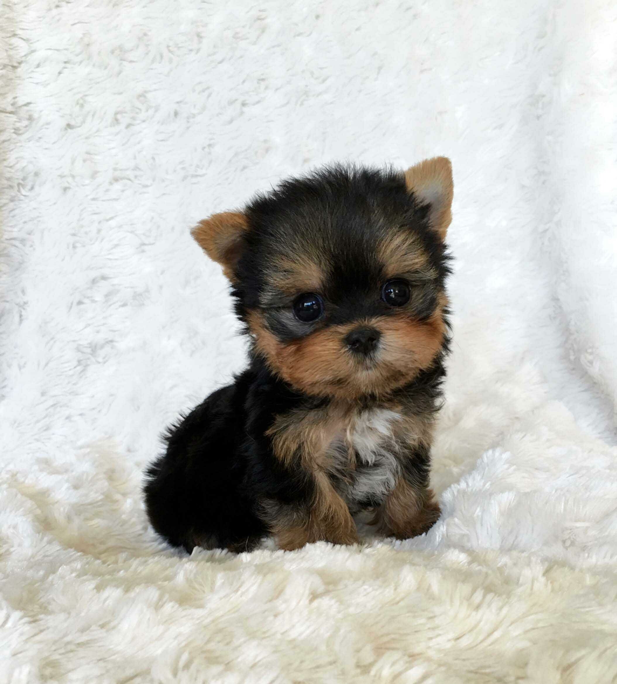 Puppy: The Yorkshire Terrier, One of the smallest dog breeds. 2110x2340 HD Wallpaper.