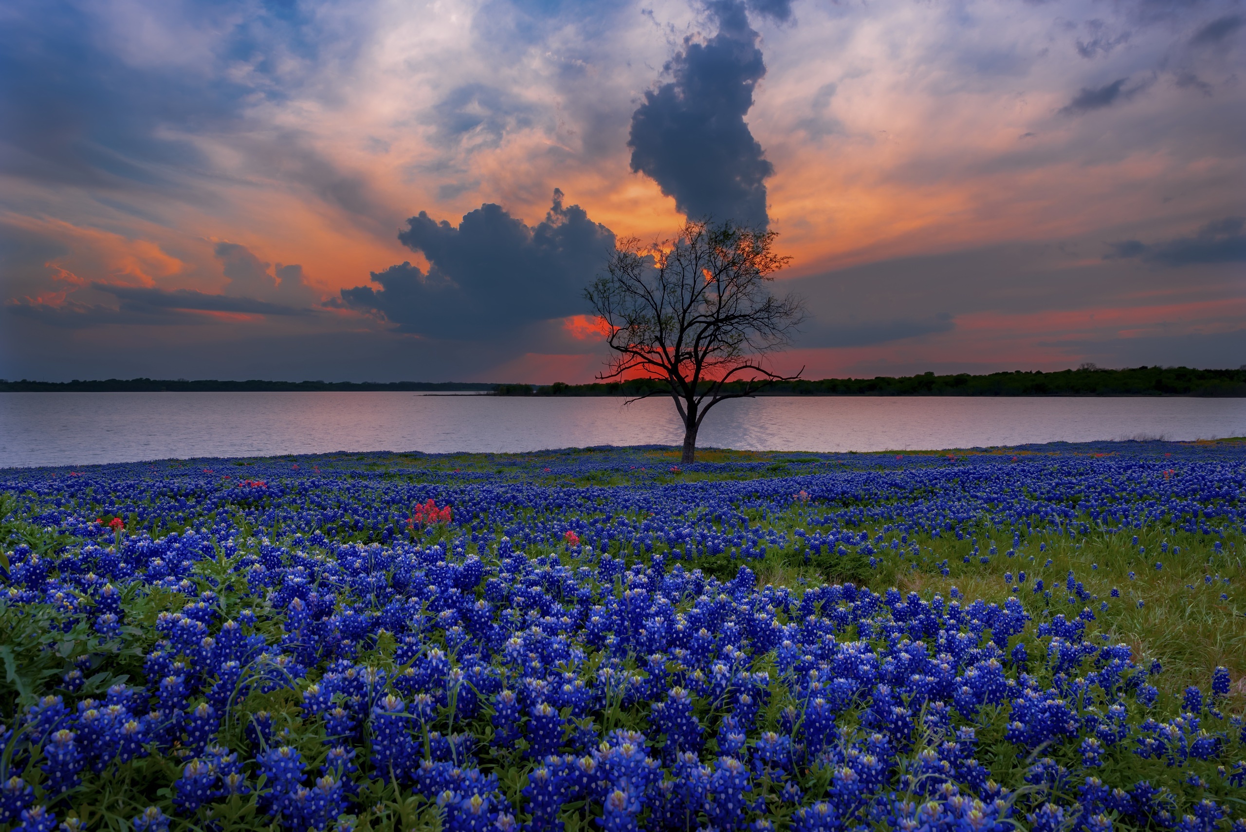 Bluebonnet, Texas, HD wallpaper, Captivating scenery, 2560x1710 HD Desktop