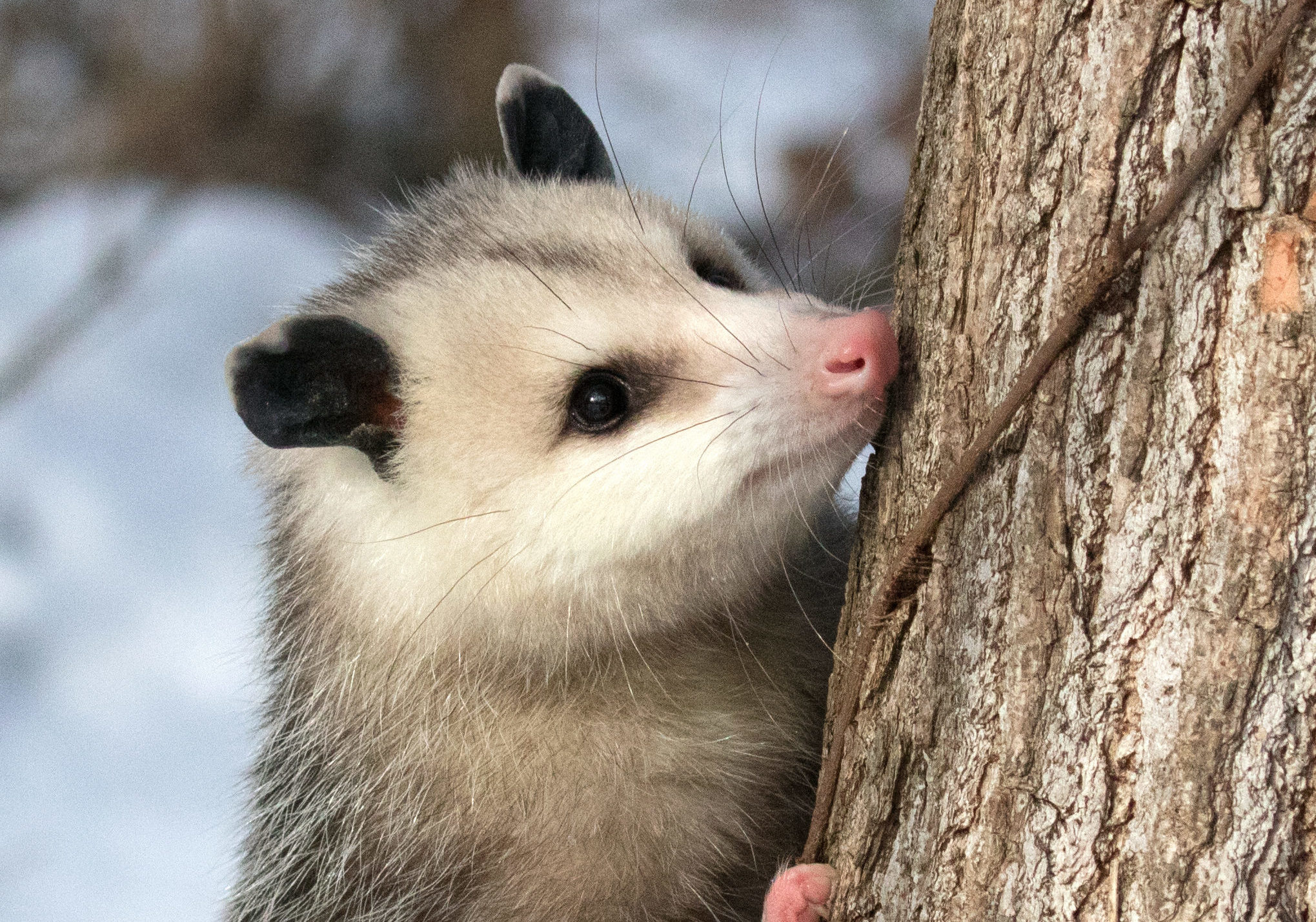 Virginia opossum, Yards ideal visitor, Welcome wildlife, Elmwood park zoo, 2040x1430 HD Desktop