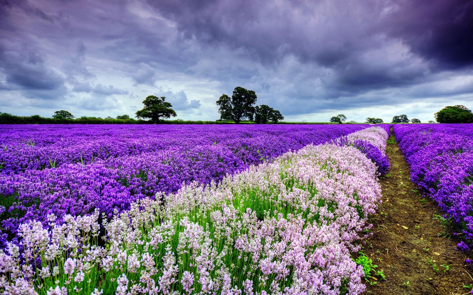 Flower Field: A bushy perennial, Lavender, Vegetation. 1920x1200 HD Background.