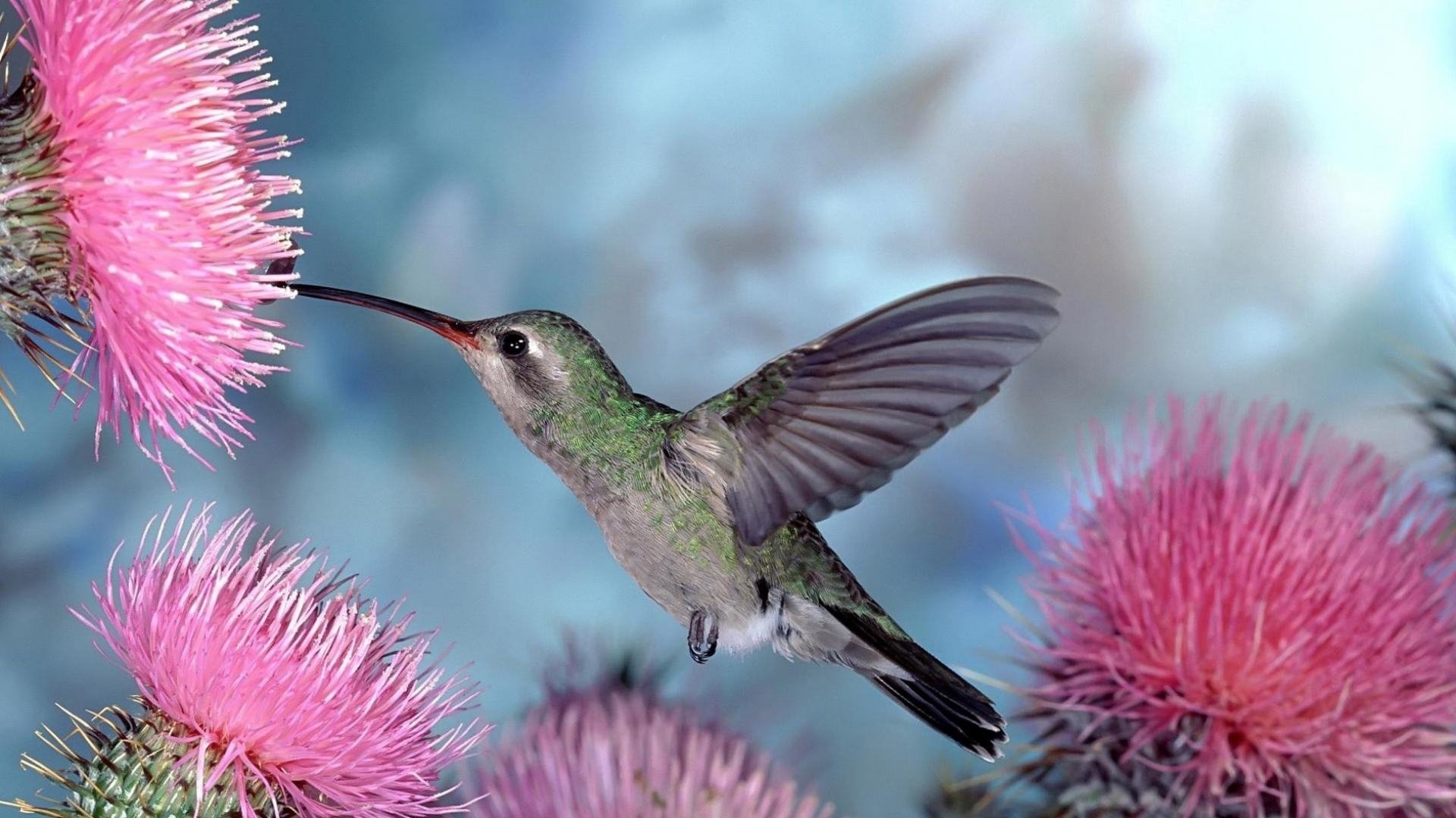 Graceful hummingbird, Nature's gem, Vibrant jewel, Colorful feathers, 1920x1080 Full HD Desktop