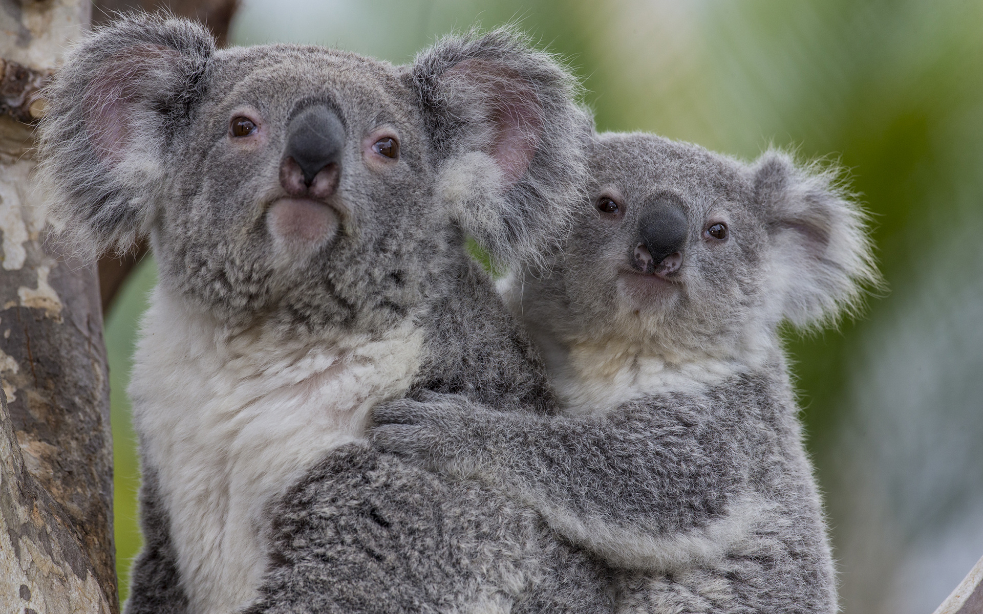 Baby koala cuteness, Sweetest koala infants, Adorable little ones, Koala love, 1920x1200 HD Desktop