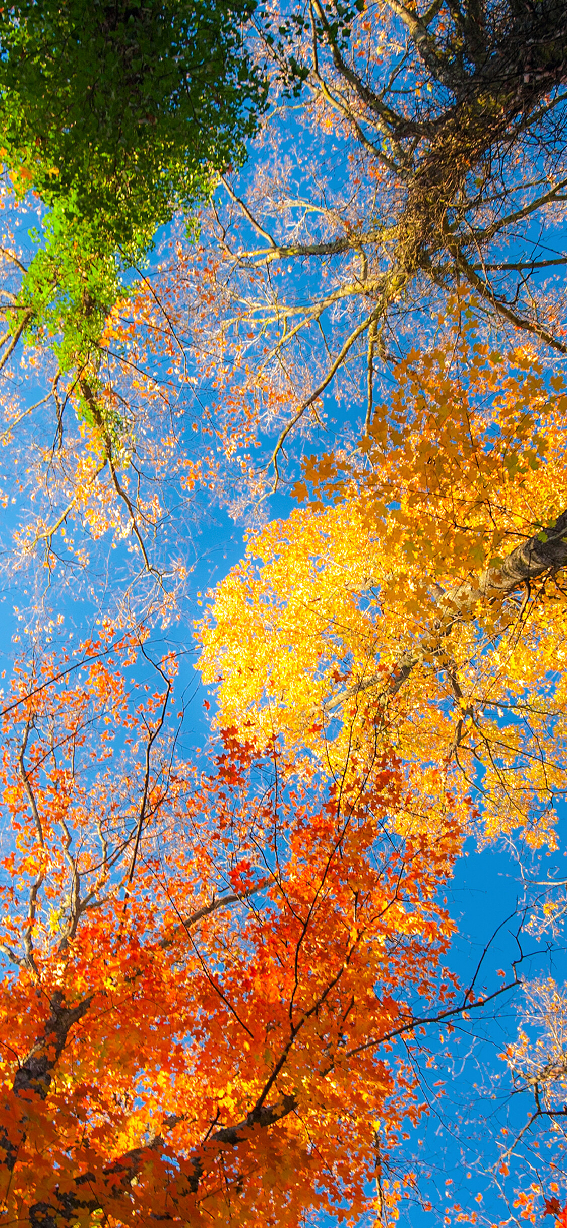 Baum, Herbst Wallpaper, Schnheit der Landschaft, Farben des Herbstes, 1130x2440 HD Handy