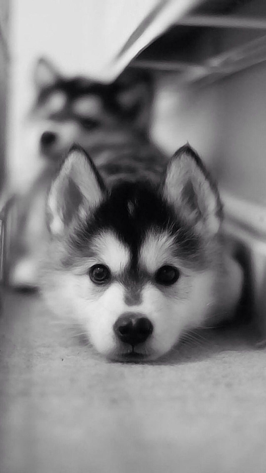 Baby Husky wallpapers, Cute and cuddly, Heart-melting charm, Adorable innocence, 1080x1920 Full HD Phone