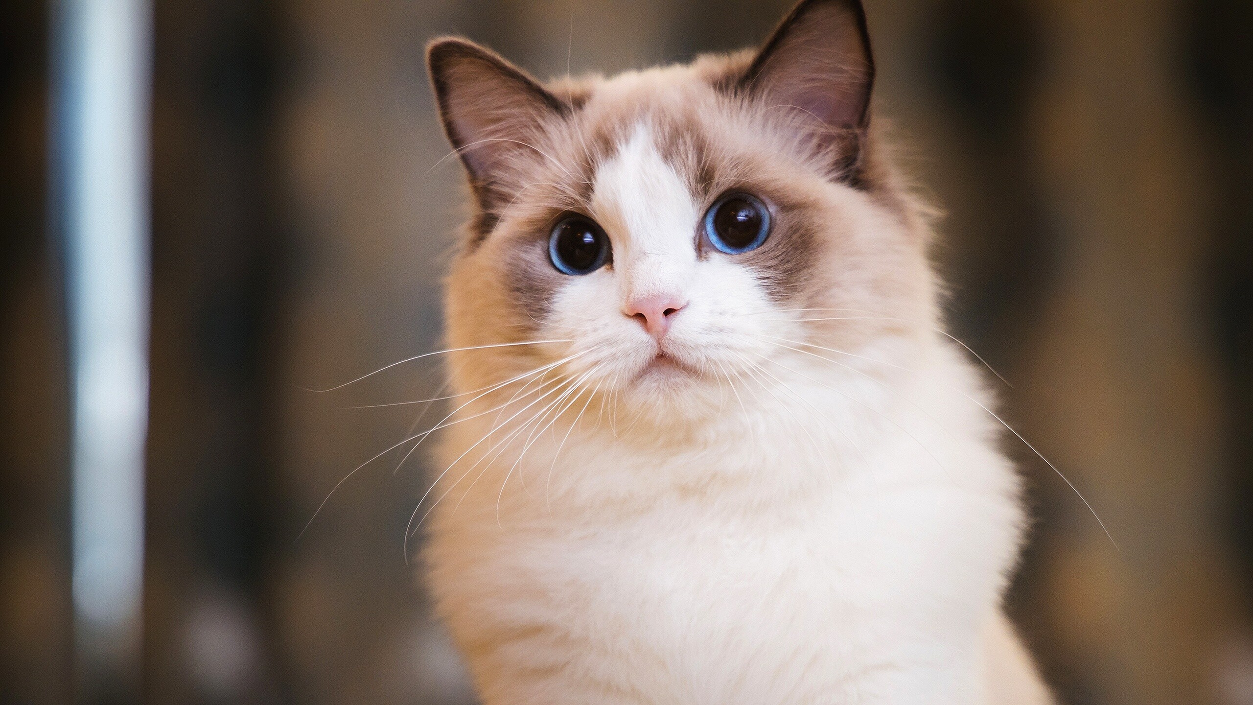 Ragdoll: The breed is often known for its large round deep blue eyes. 2560x1440 HD Wallpaper.