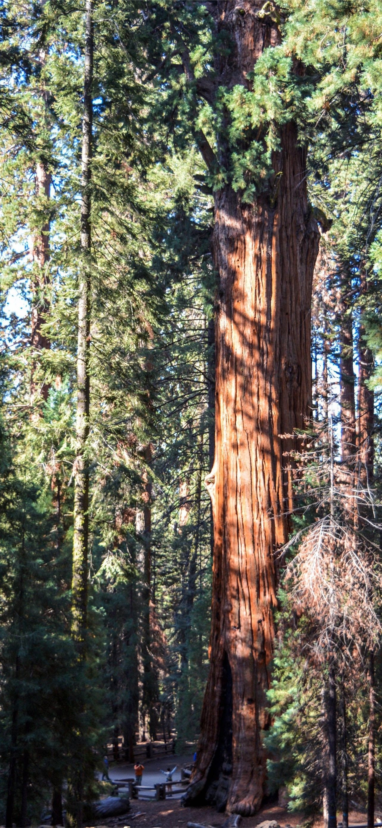 Sequoia national park, iPhone wallpapers, Serene landscapes, Nature's paradise, 1290x2780 HD Phone