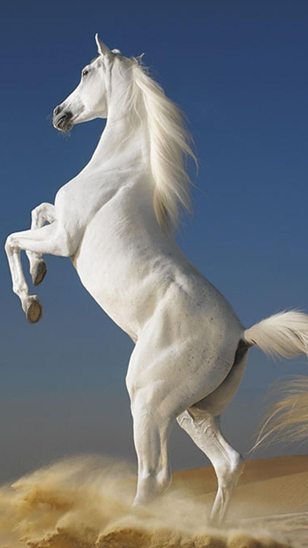 Horse: A majestic animal that embodies the spiritual power of independence, freedom, nobleness. 1080x1920 Full HD Background.