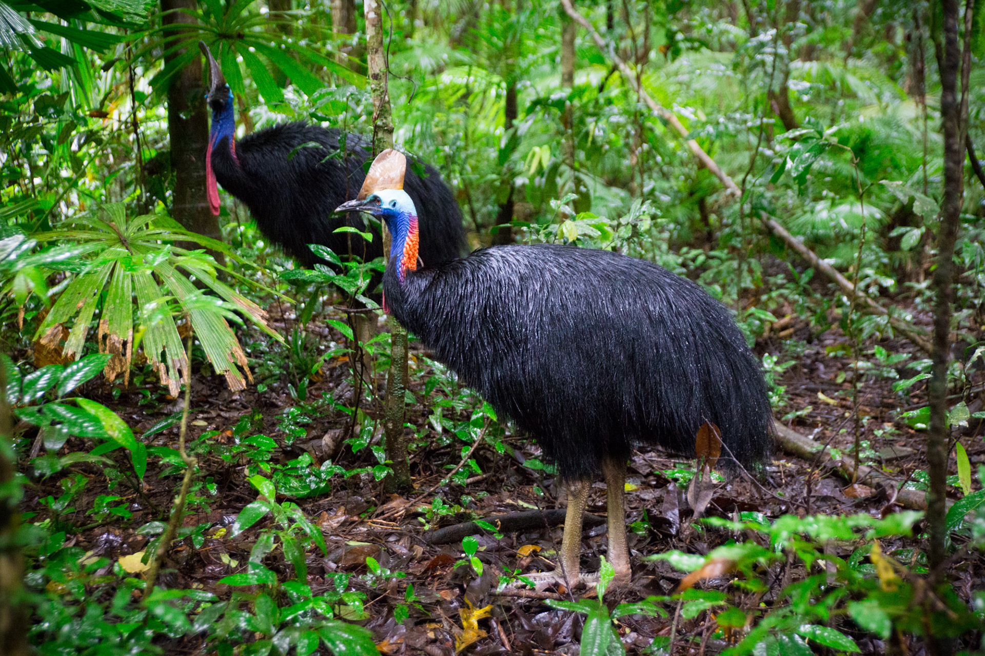Save the cassowary campaign, Frequently asked questions, Rainforest protection initiative, Conservation efforts, 1920x1280 HD Desktop
