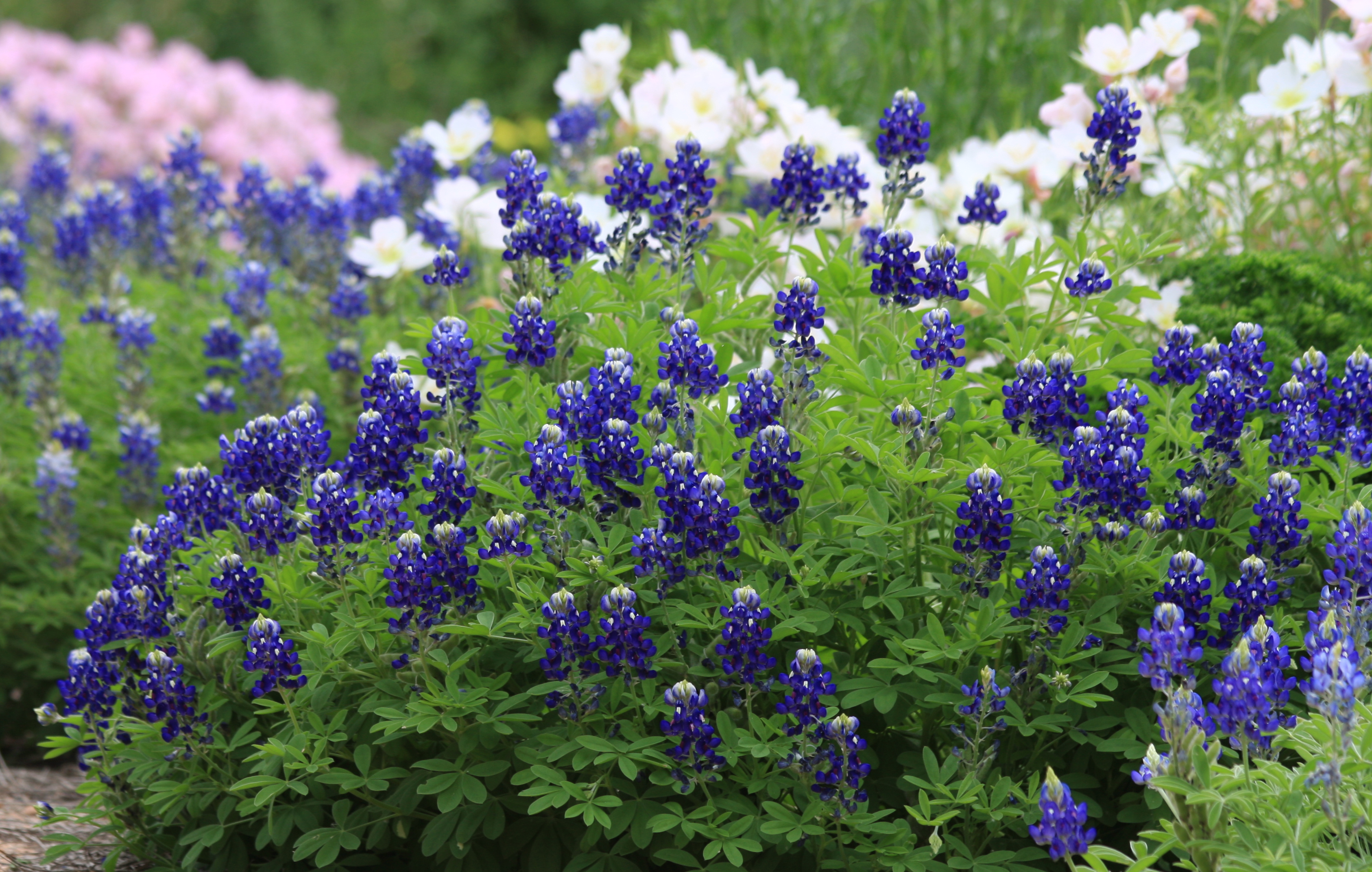 Bluebonnets by Lady Bird Johnson, True blue beauties, Texas wildflowers, Agrilife Today, 3380x2150 HD Desktop