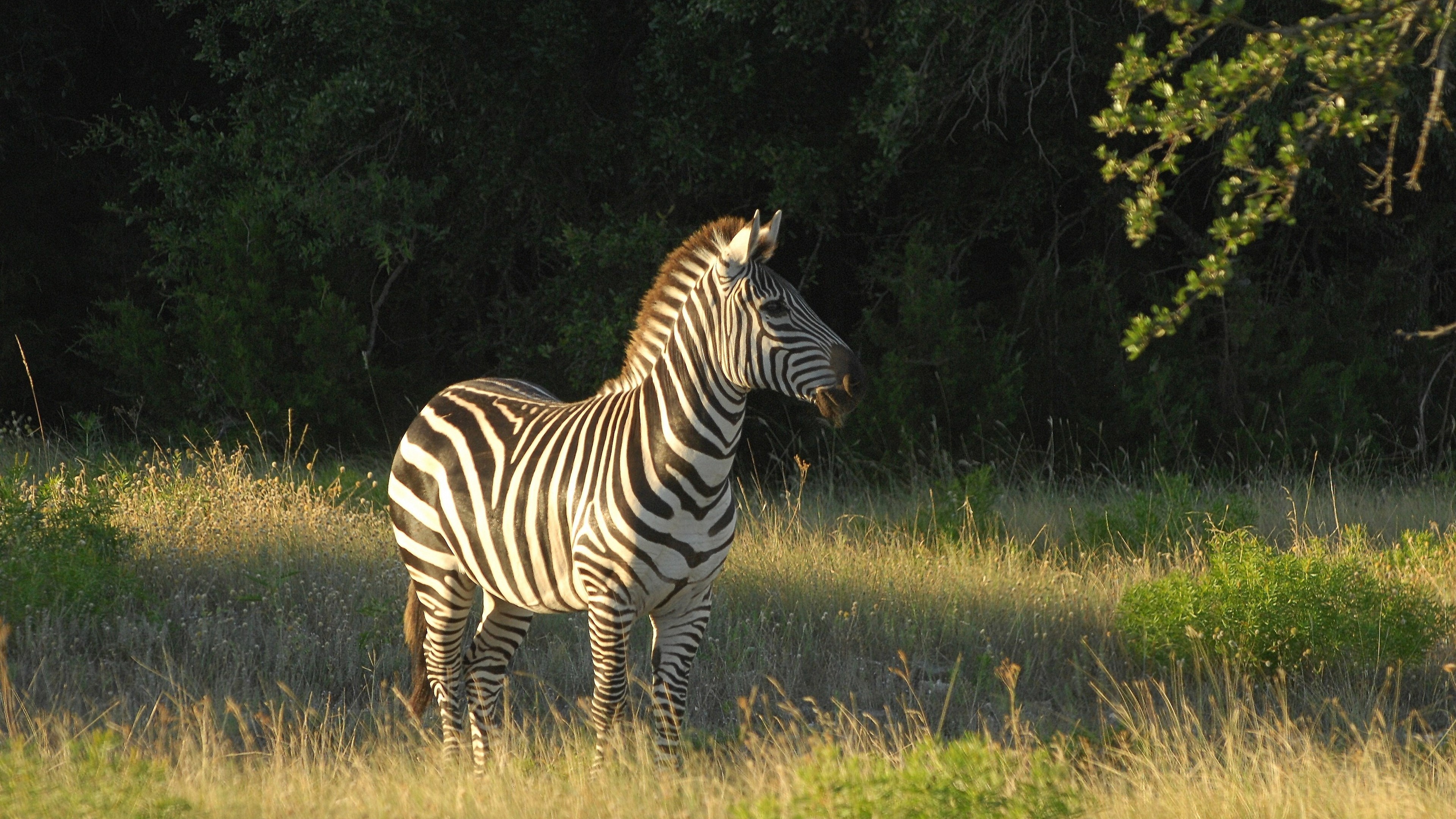 Animal-themed wallpaper, Zebra imagery, Aesthetic visuals, Detailed animal photography, 3840x2160 4K Desktop