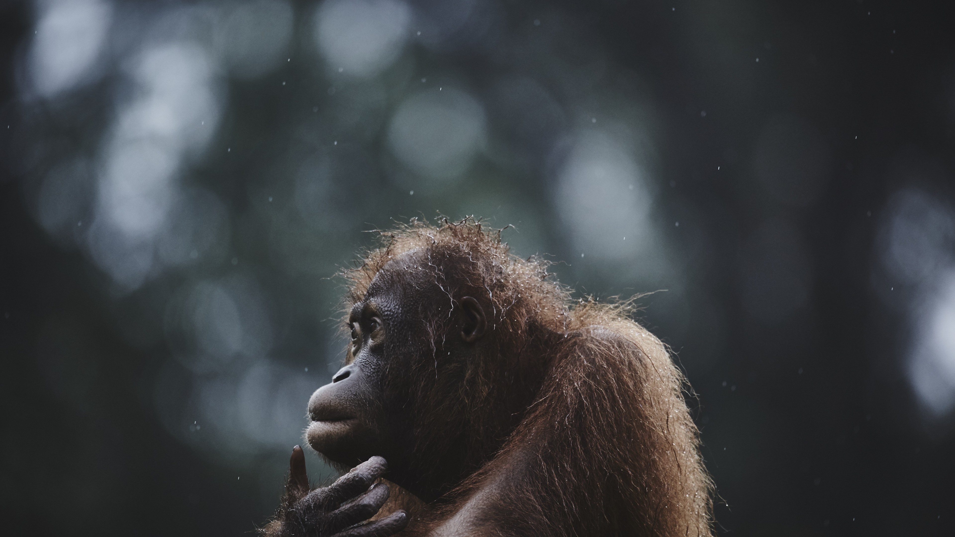 Orangutan, Malaysian wildlife, National Geographic, Traveler's treasure, 3840x2160 4K Desktop