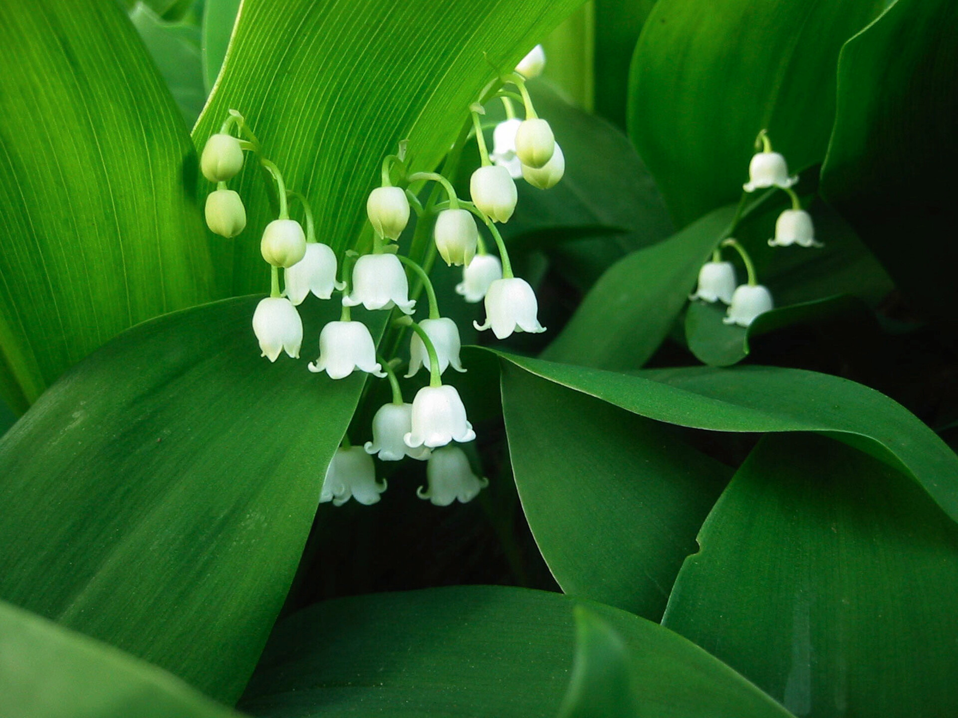 Lily of the Valley: A wonderful cut flower for scented, springtime posies, Mary's tears. 1920x1440 HD Background.