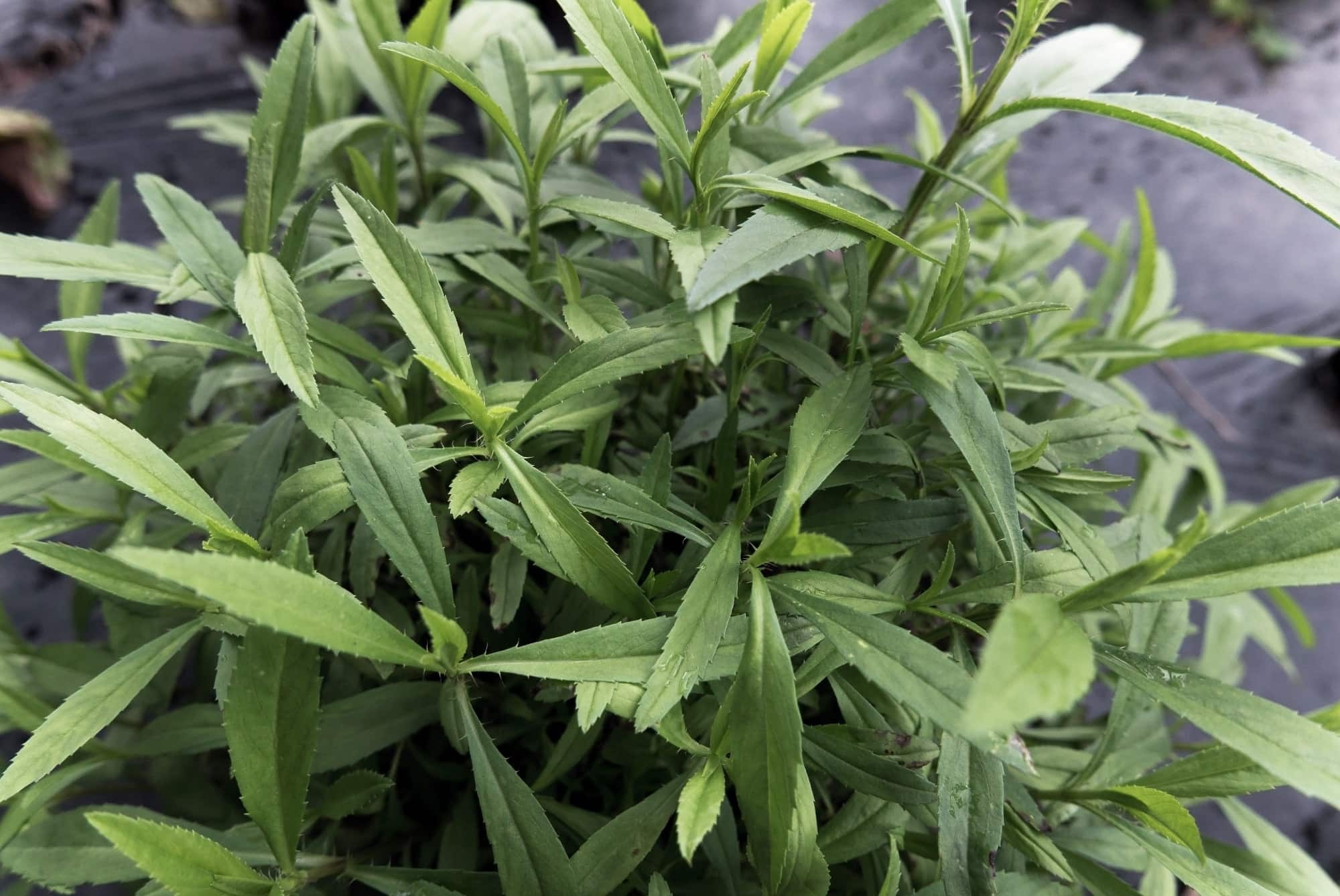 Tarragon herb, Tarragon companion plants, Best companion plants, Spiceography, 2000x1340 HD Desktop