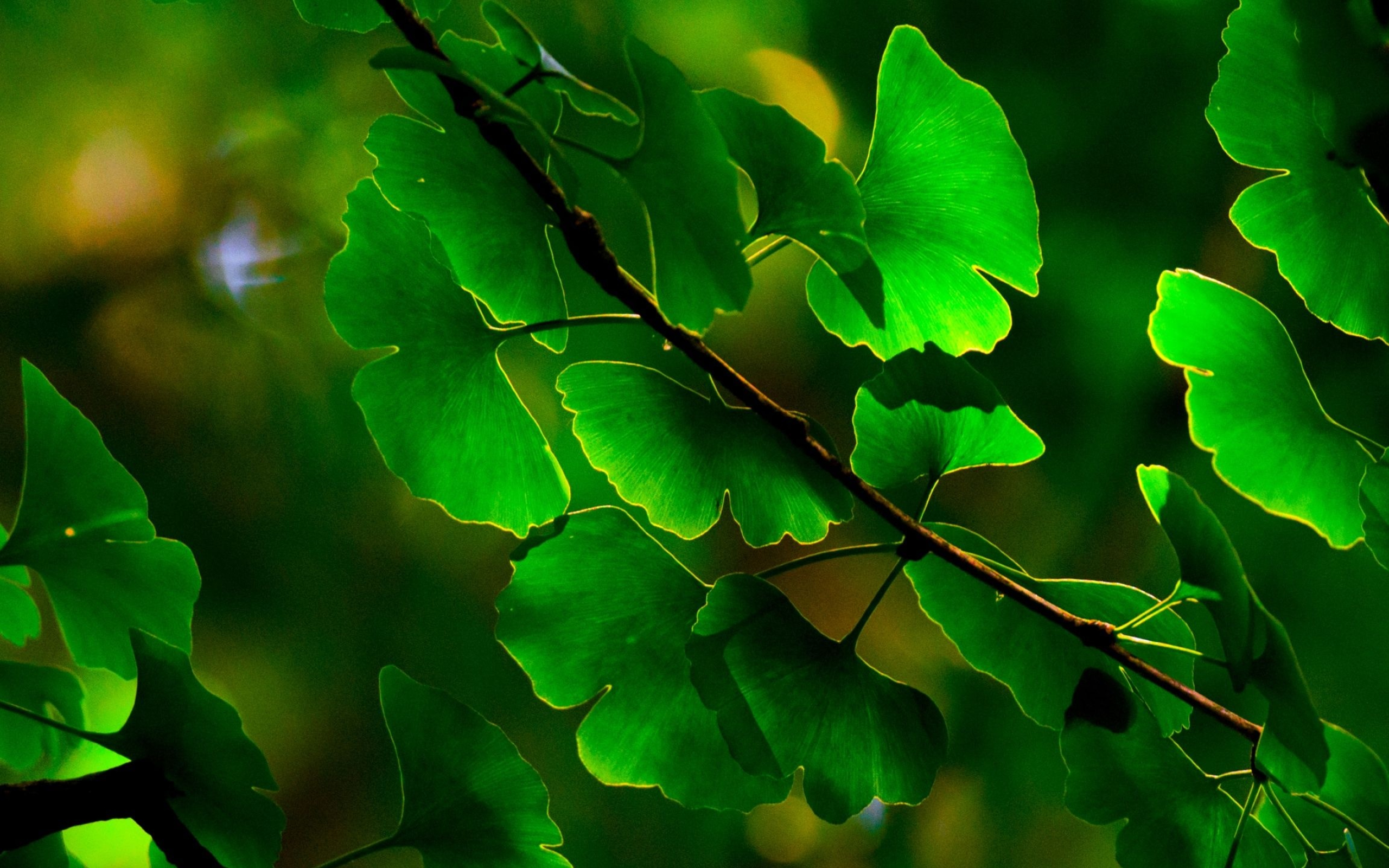 Ginkgo Biloba, Active plant leaves, Healthy foliage, Natural remedies, 2560x1600 HD Desktop