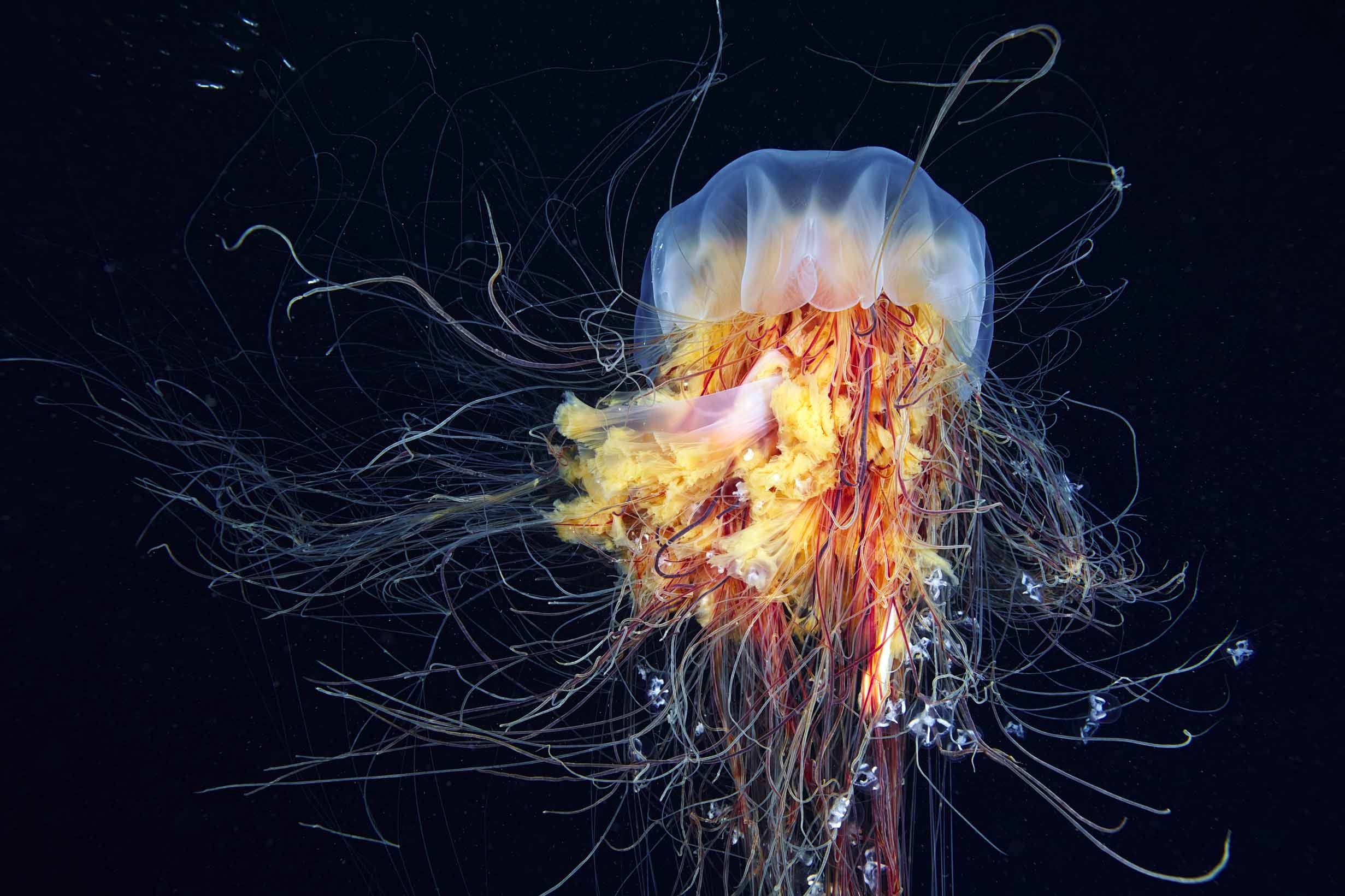 Graceful marine creatures, Vibrant colors, Underwater beauty, Mesmerizing movements, 2470x1650 HD Desktop