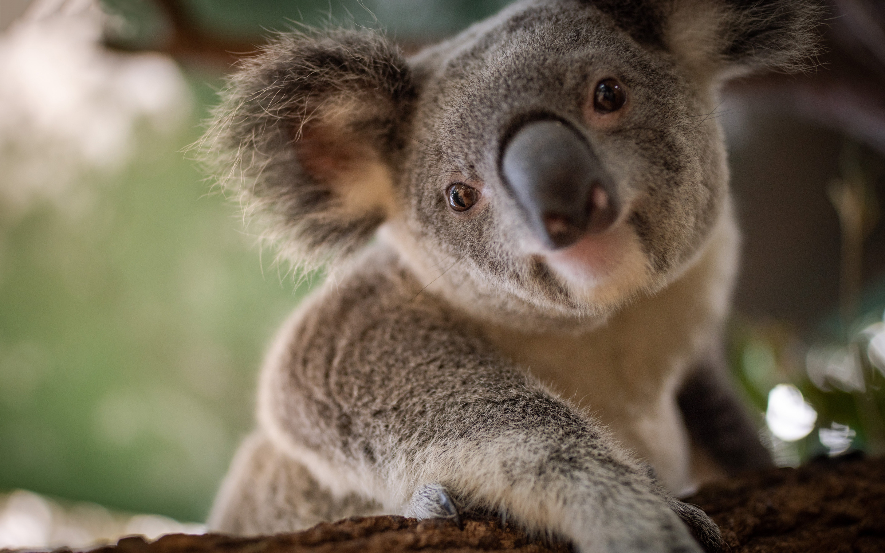Cute koala wallpapers, Wild animal beauty, Desktop enhancement, High-quality images, 2880x1800 HD Desktop