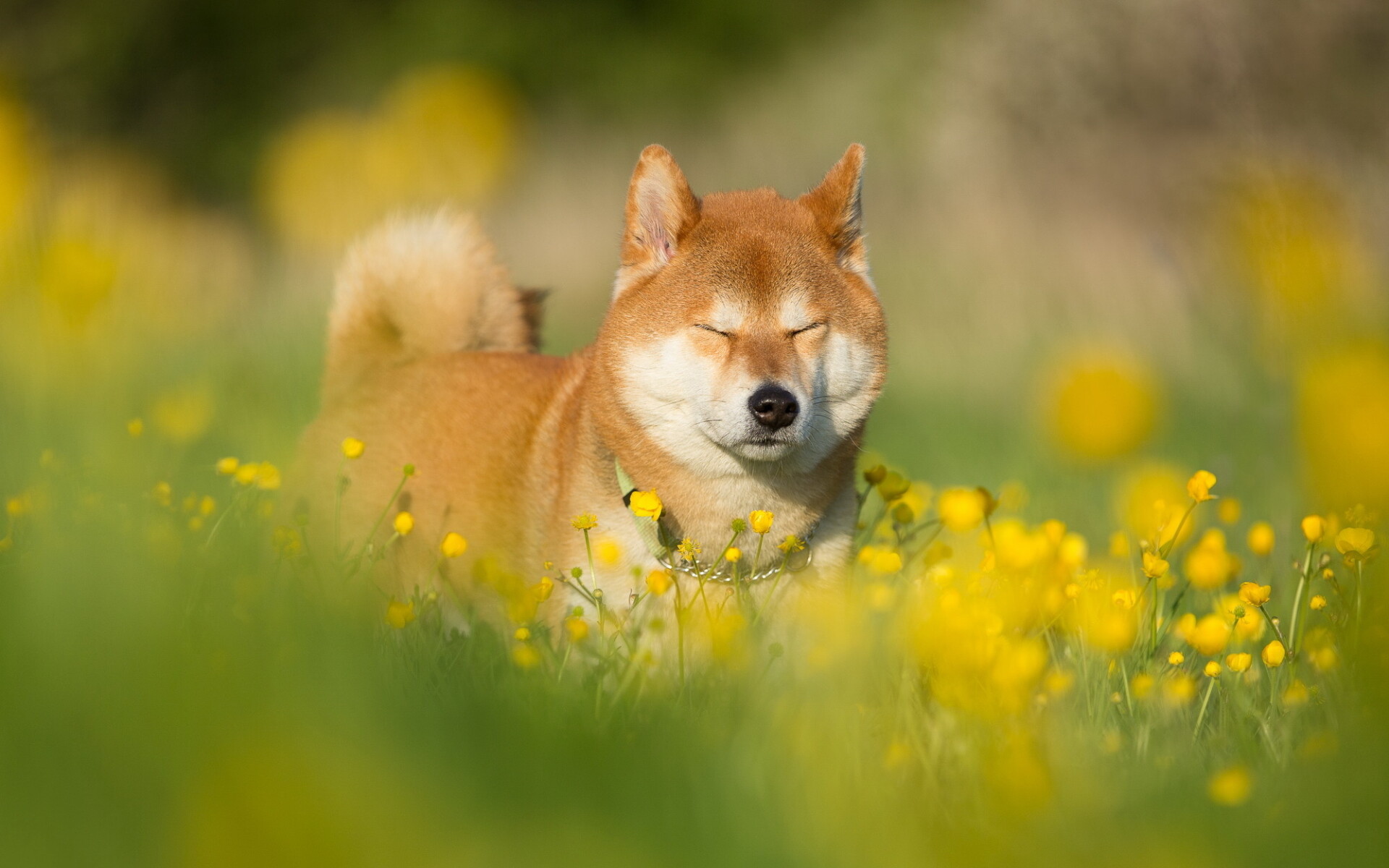 Shiba Inu: Pets, Bokeh, Cute dog, The breed's average life expectancy is from 12 to 15 years. 1920x1200 HD Wallpaper.