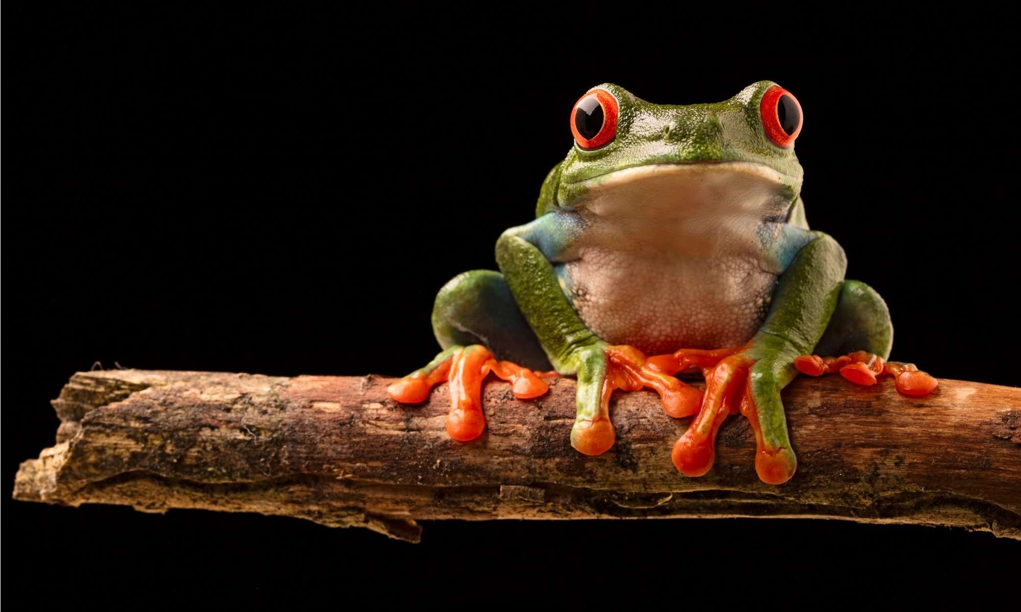 Captivating amphibious creature, Vibrant red-eyed frog, Stunning photography, AZ Animals, 2000x1200 HD Desktop