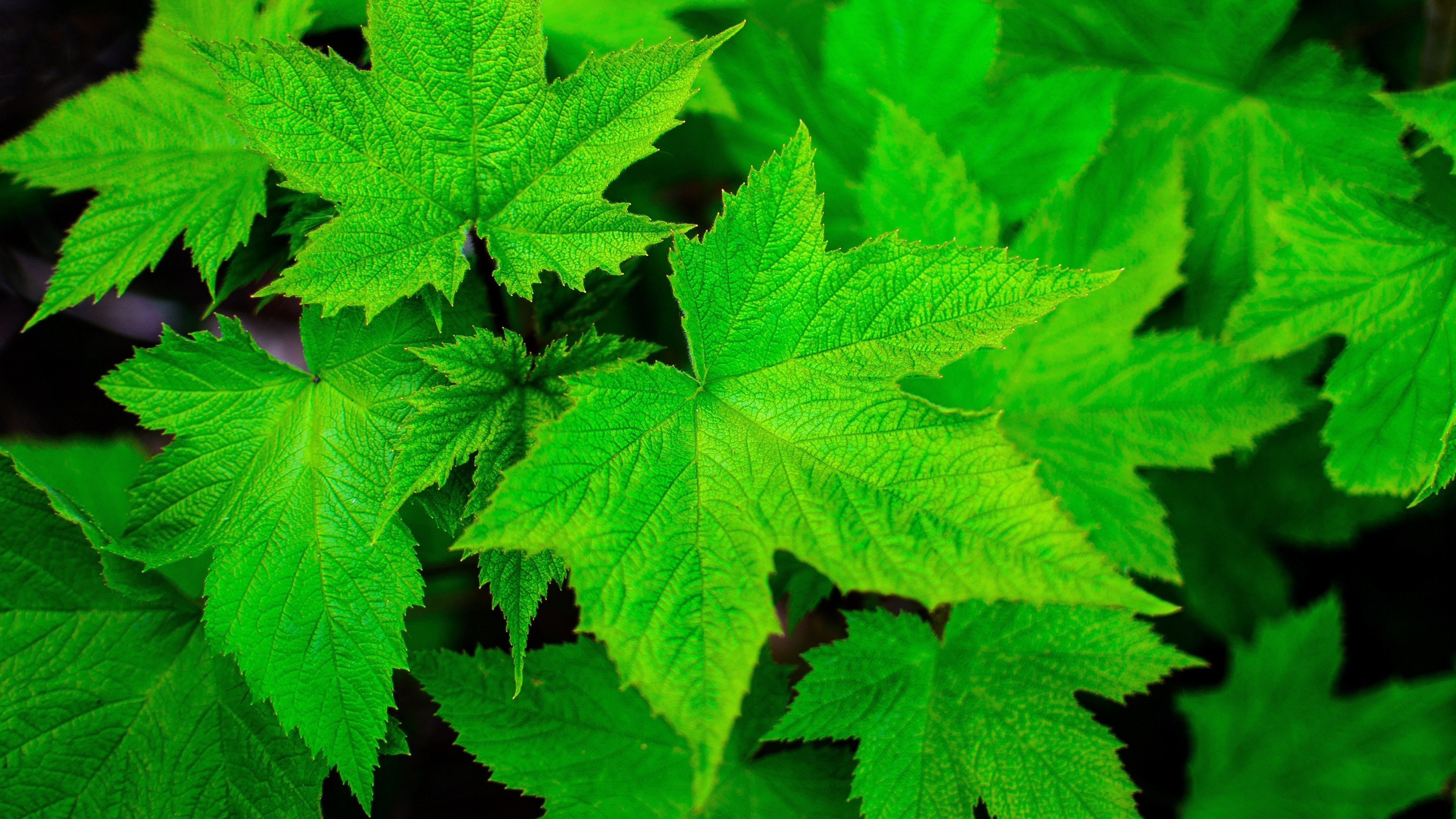 Closeup green macro, Maple leaves, Nature plants, HD wallpapers, 3840x2160 4K Desktop