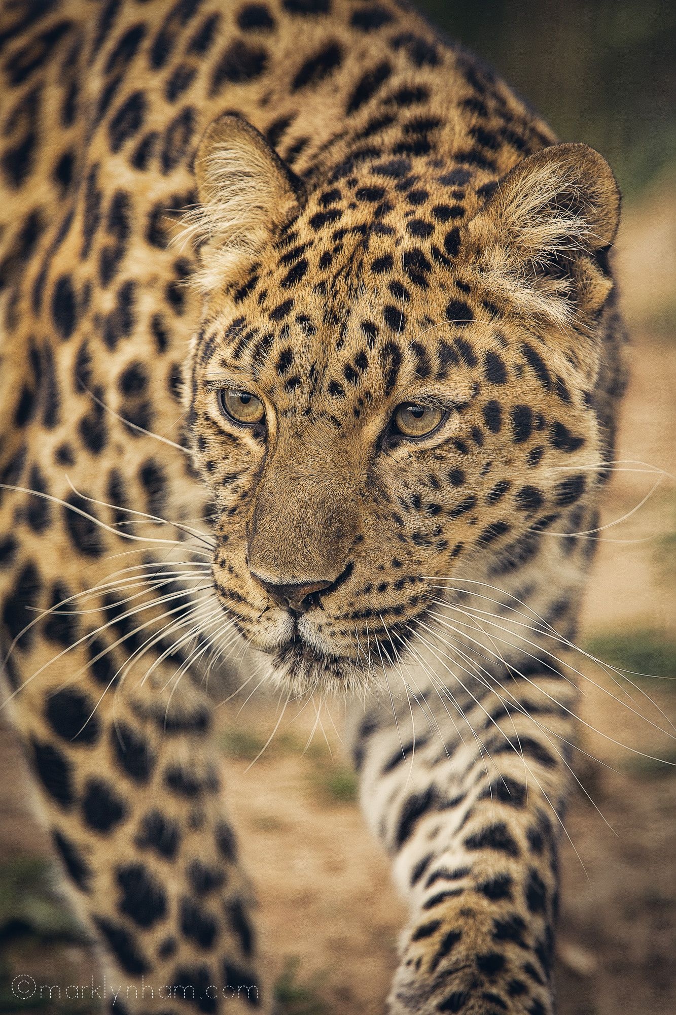 Leopard, Amur leopard, Cute animal, Pictures, 1340x2000 HD Handy