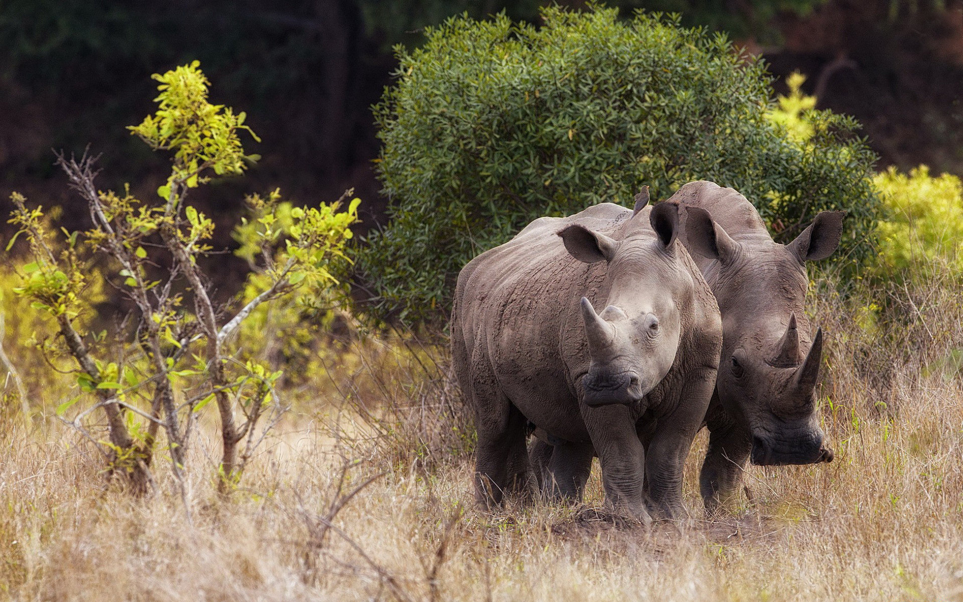Rhino wonderland, Awe-inspiring landscapes, Stunning visuals, Nature's masterpiece, 1920x1200 HD Desktop