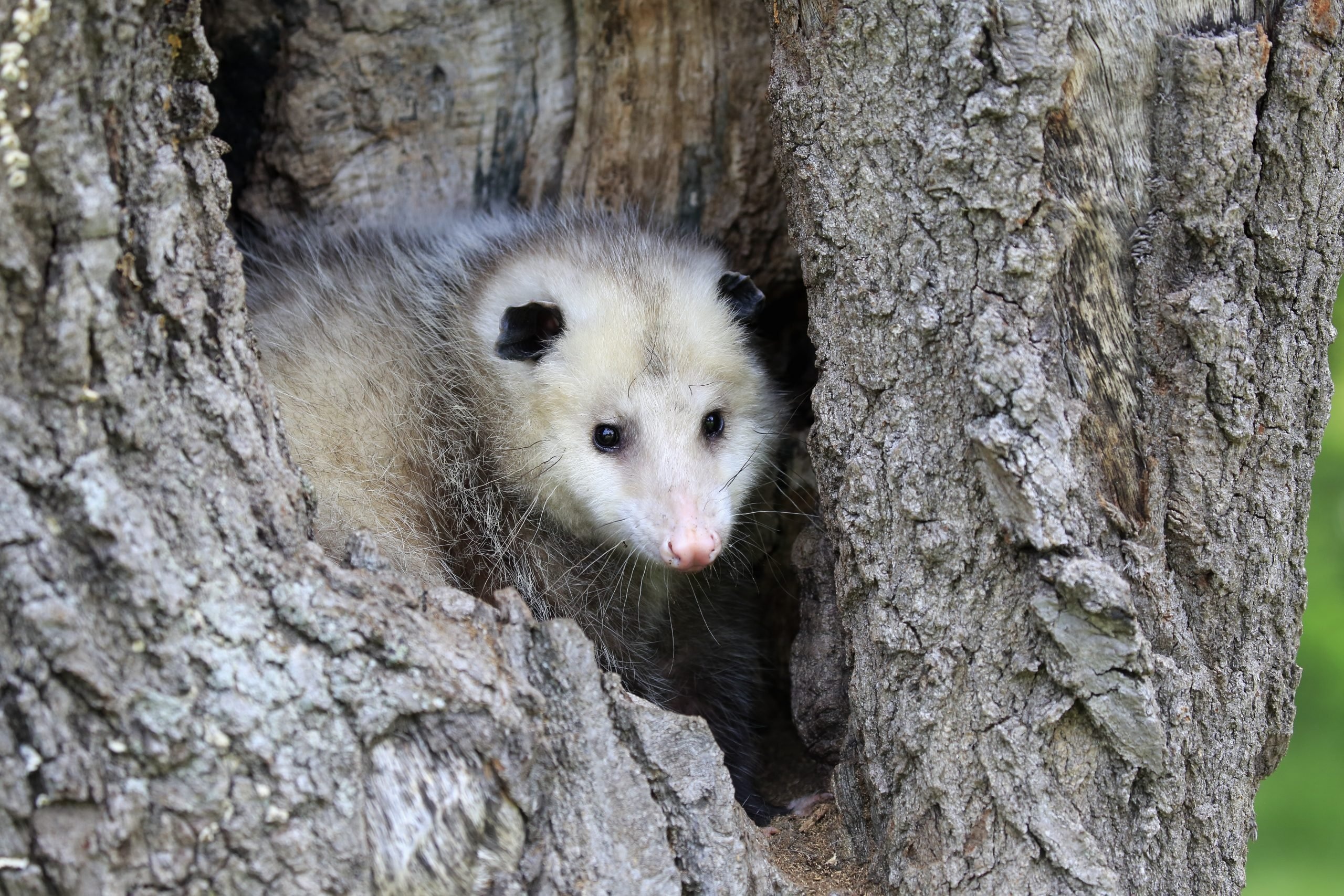 Possum and opossum, Cute animal pictures, Reader's Digest collection, Heartwarming wildlife, 2560x1710 HD Desktop