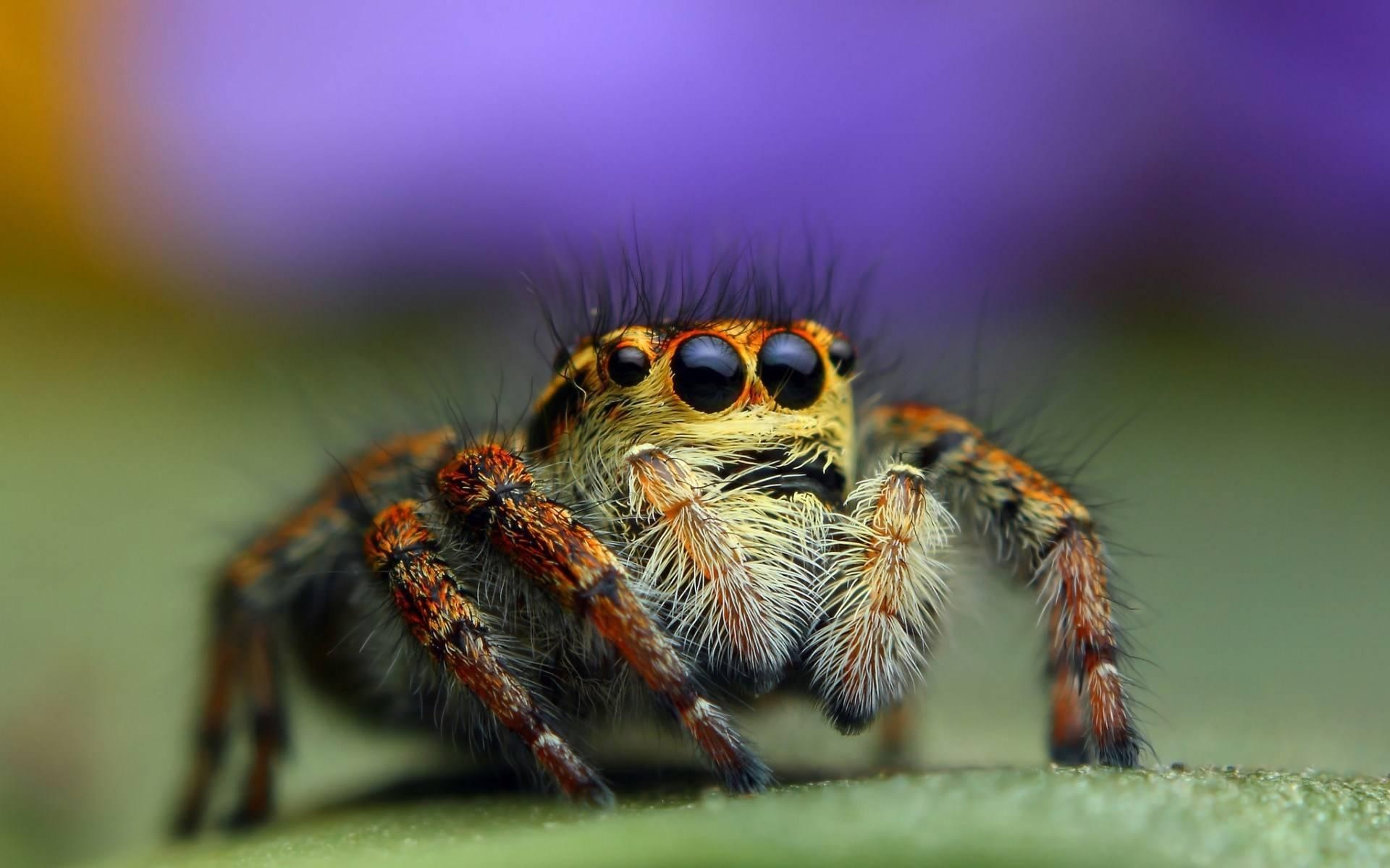 Spider insect, Intricate patterns, Wallpaper-worthy, Insect backgrounds, 1920x1200 HD Desktop