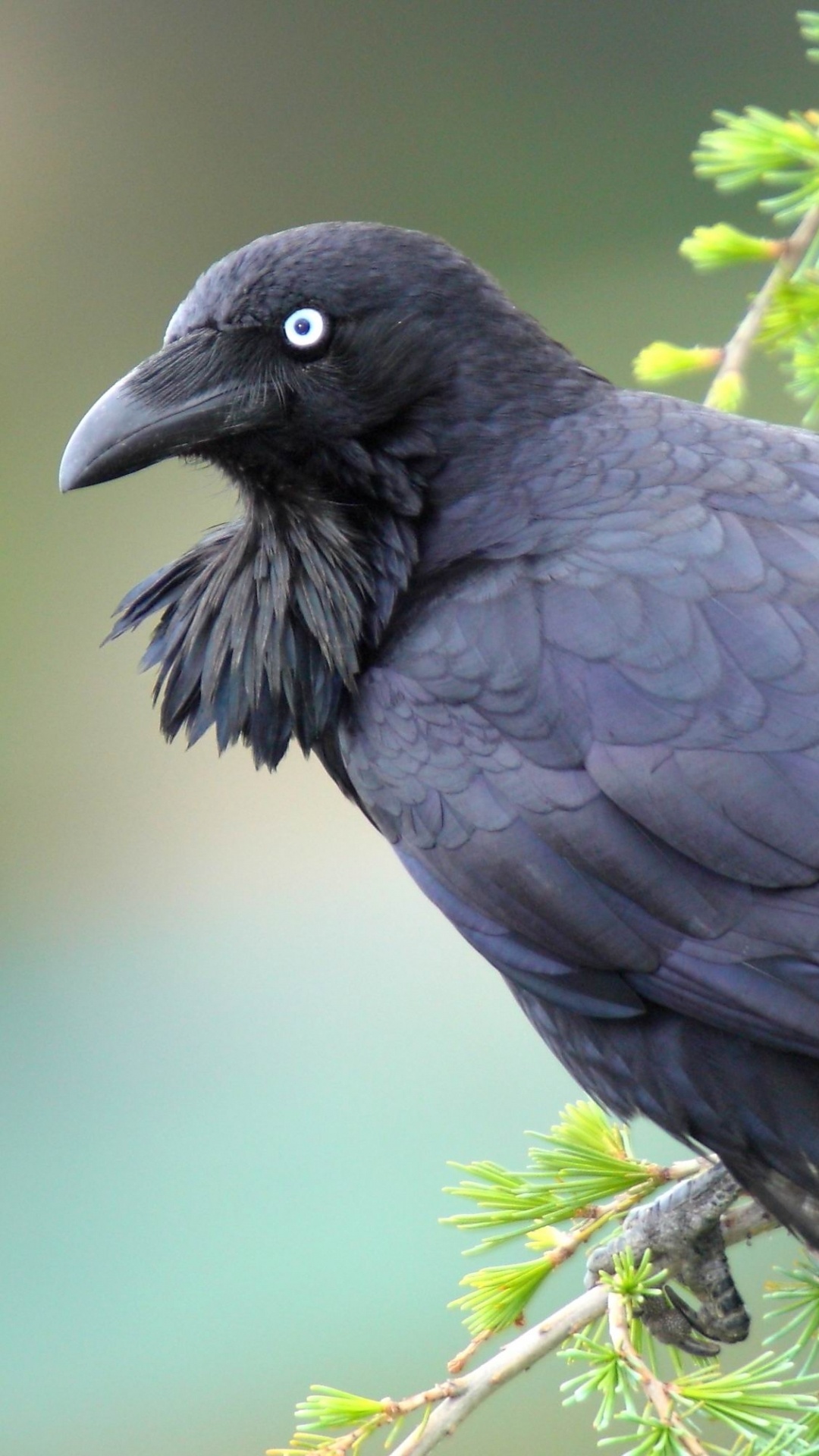 Animal, Raven, Bird, Wildlife, 1080x1920 Full HD Phone