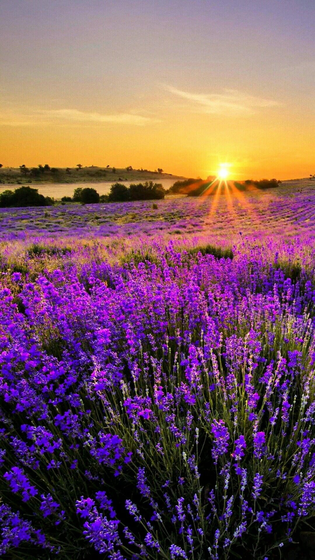 Lavender, Nature wallpaper, Beautiful landscapes, 1080x1920 Full HD Phone