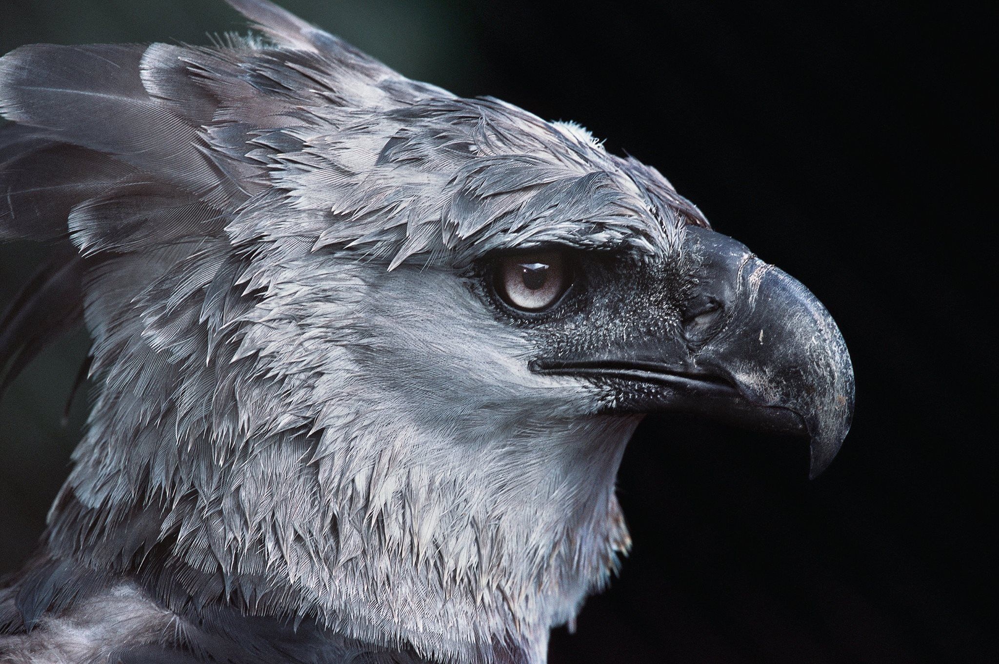 Harpy Eagle, Exotic aves, Unusual creature, Rare animal sighting, 2050x1370 HD Desktop