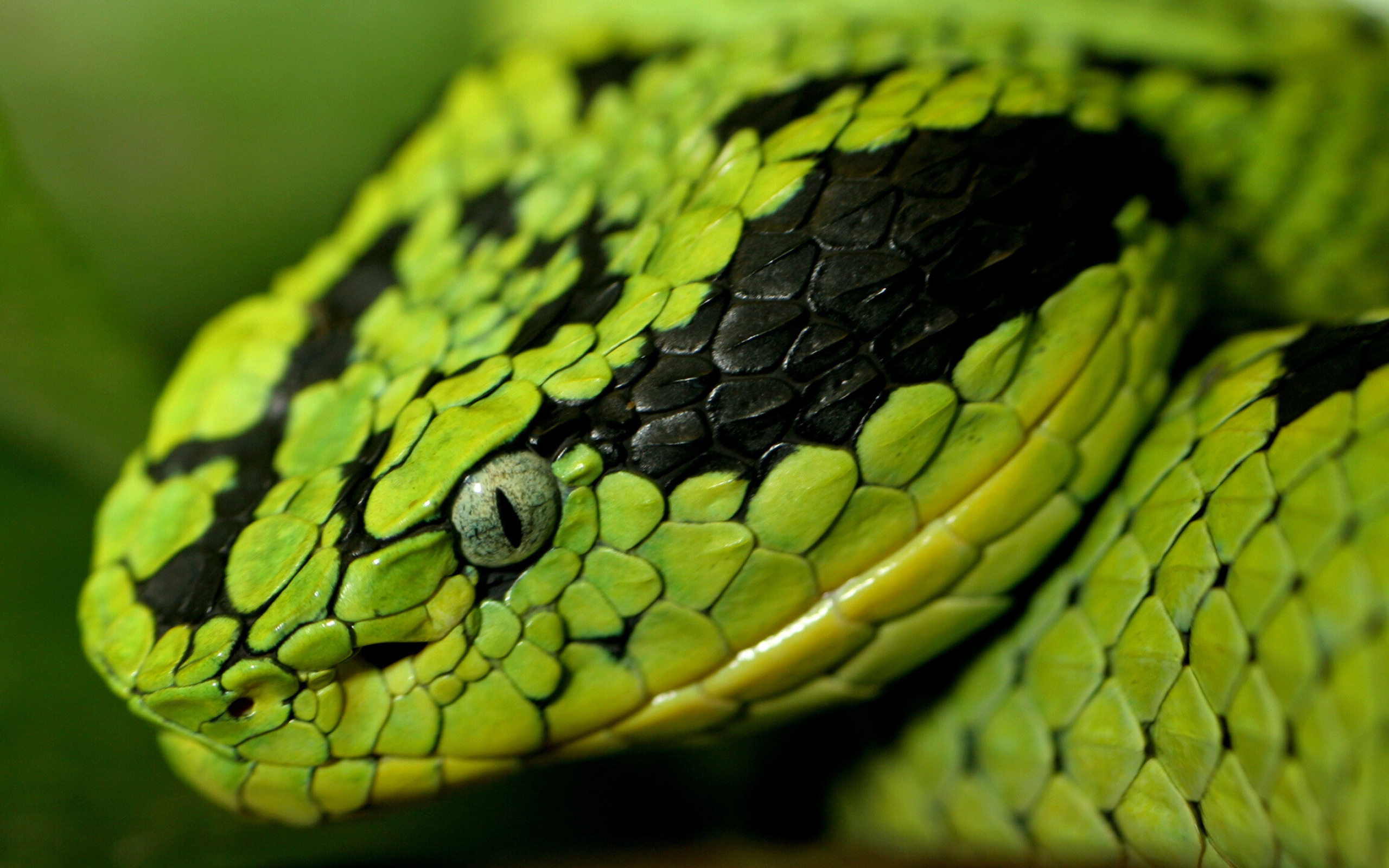 Snake: Some possess venom that is potent enough to cause painful injury or death to humans. 2560x1600 HD Background.