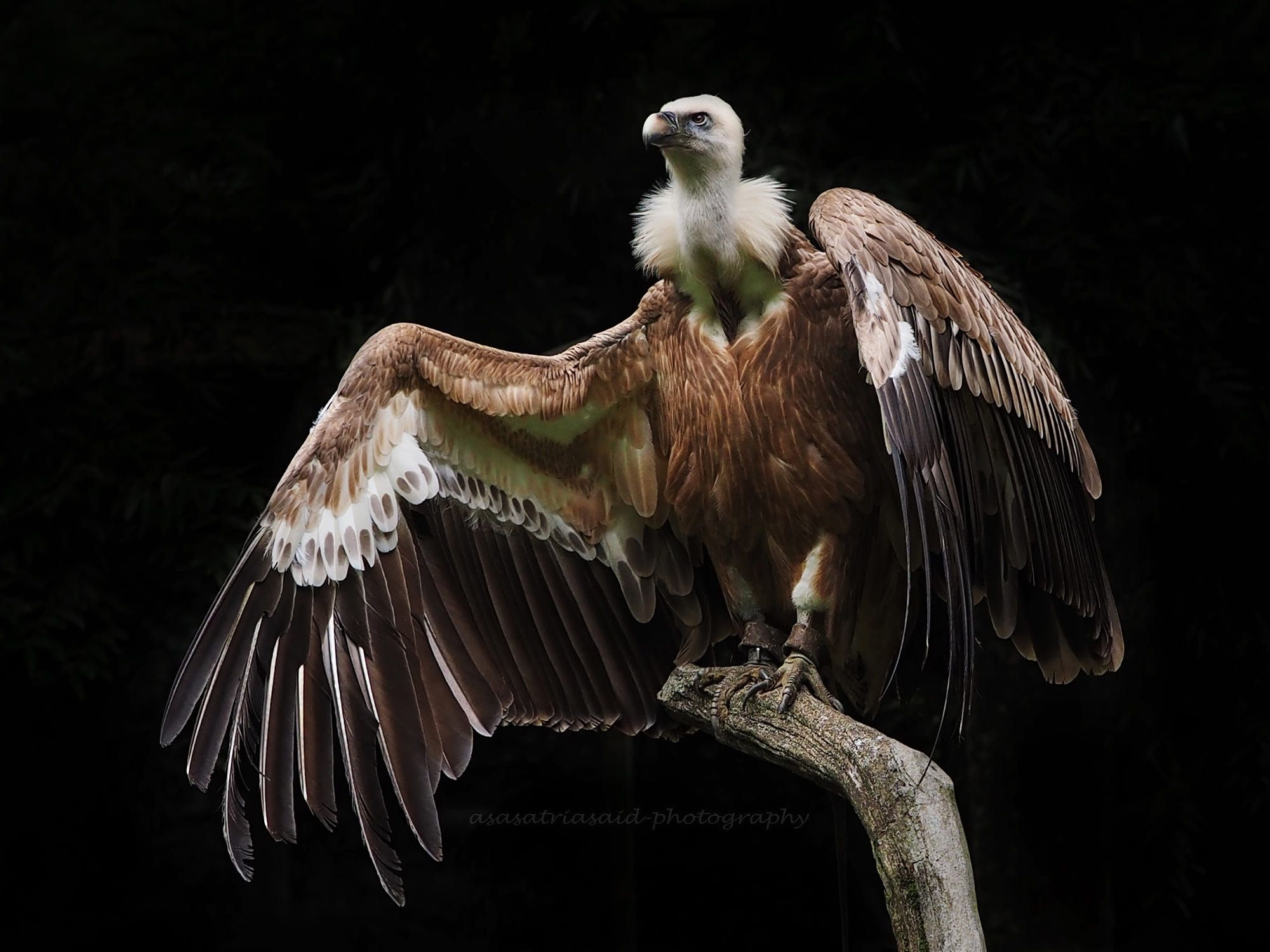 Griffon (Bird): The Himalayan vulture, An Old World vulture native to the Himalayas and the adjoining Tibetan Plateau. 2000x1500 HD Background.
