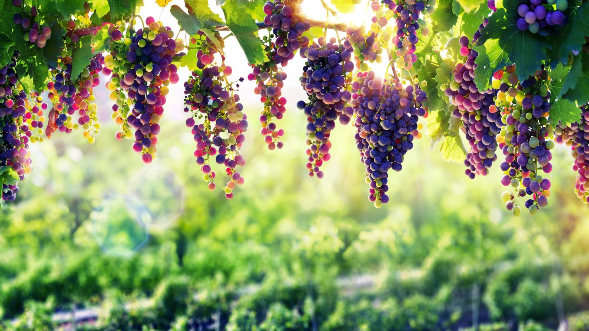 Farm: Vineyard, A plantation of grapevines. 1920x1080 Full HD Background.