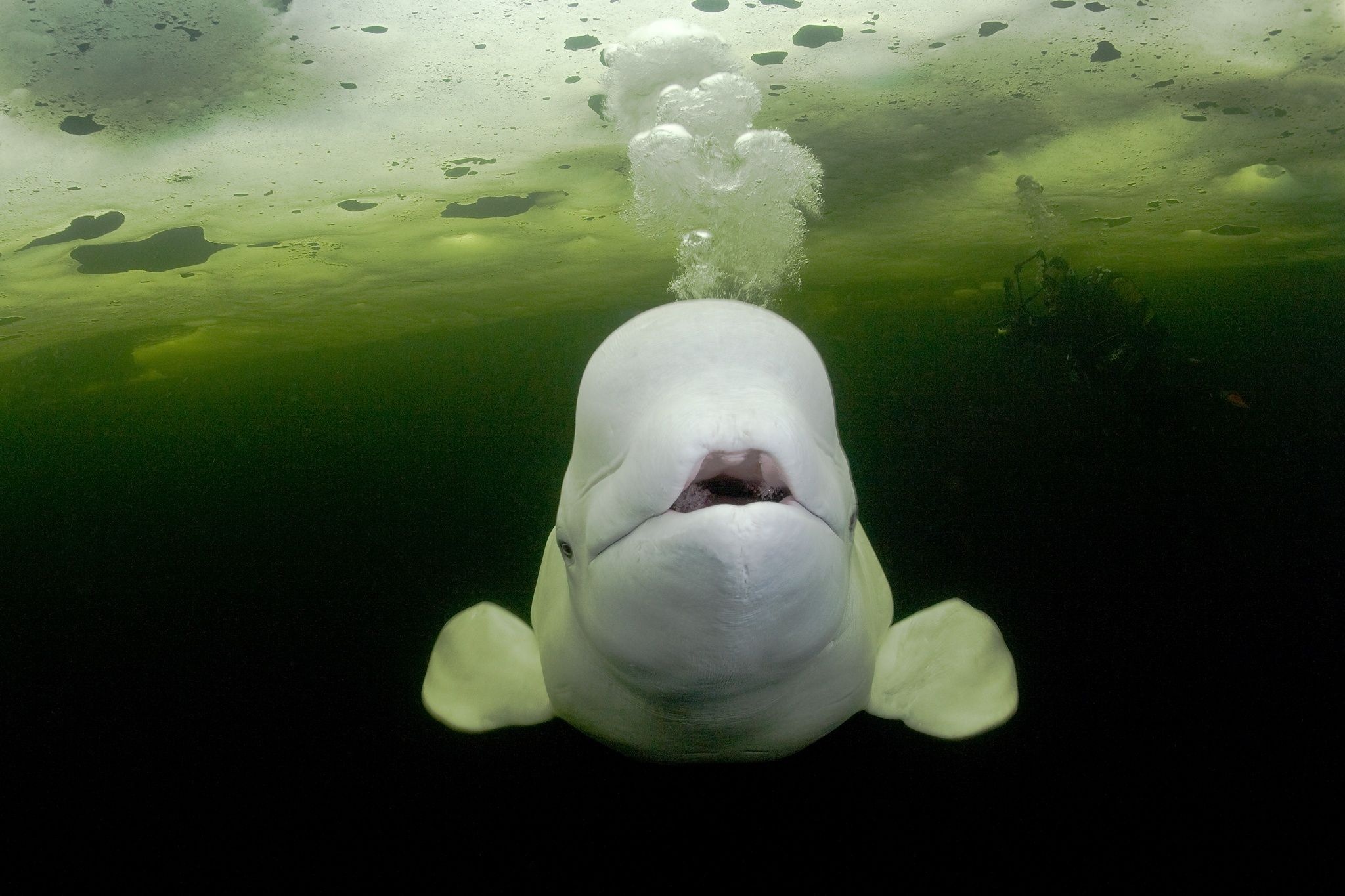 Beluga Whales, Arctic circle dive center, Animal photography, Arctic adventure, 2050x1370 HD Desktop