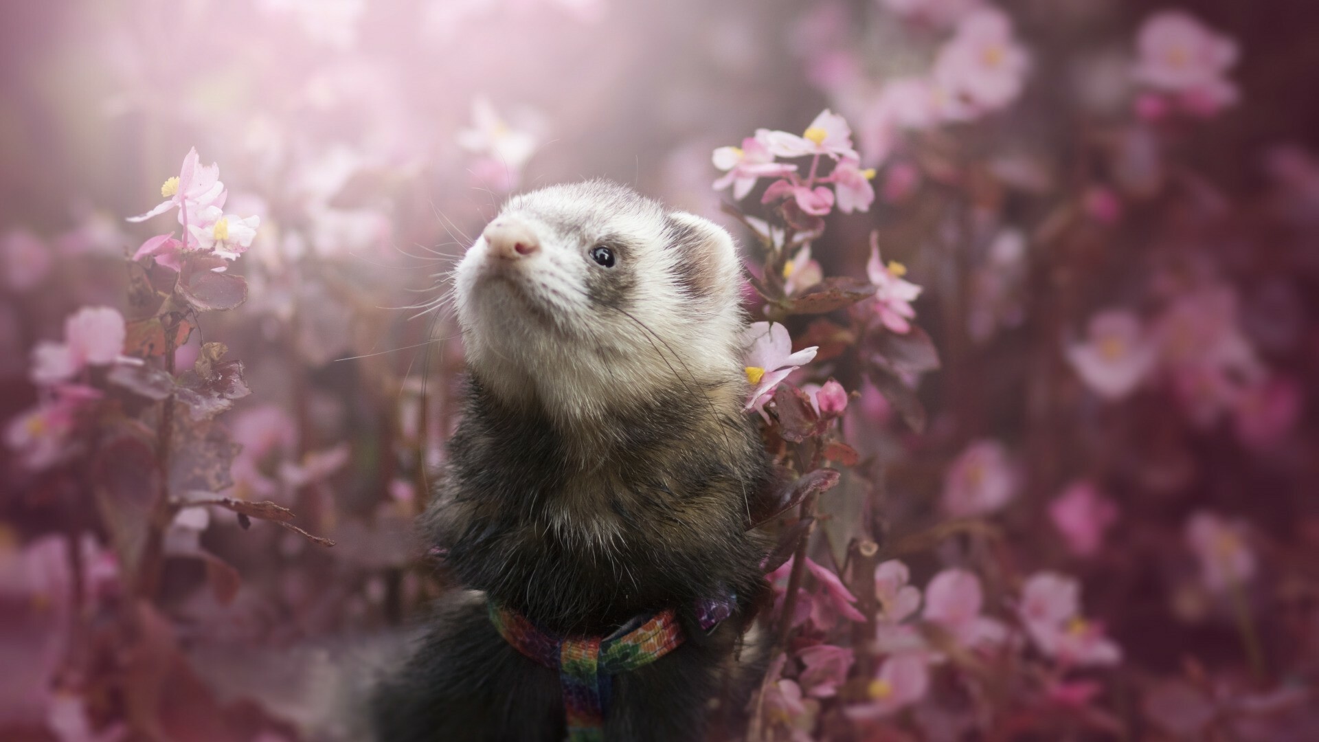 Ferret: A domesticated usually albino, brownish, or silver-gray animal. 1920x1080 Full HD Wallpaper.