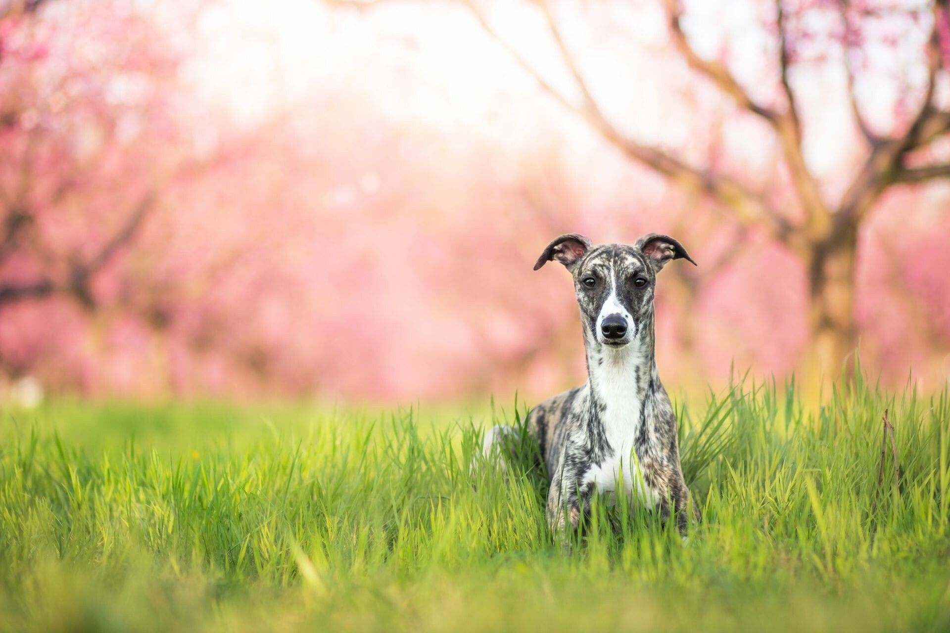 Whippet Dog: Their coats are fine and short and they are very clean dogs. 1920x1280 HD Background.
