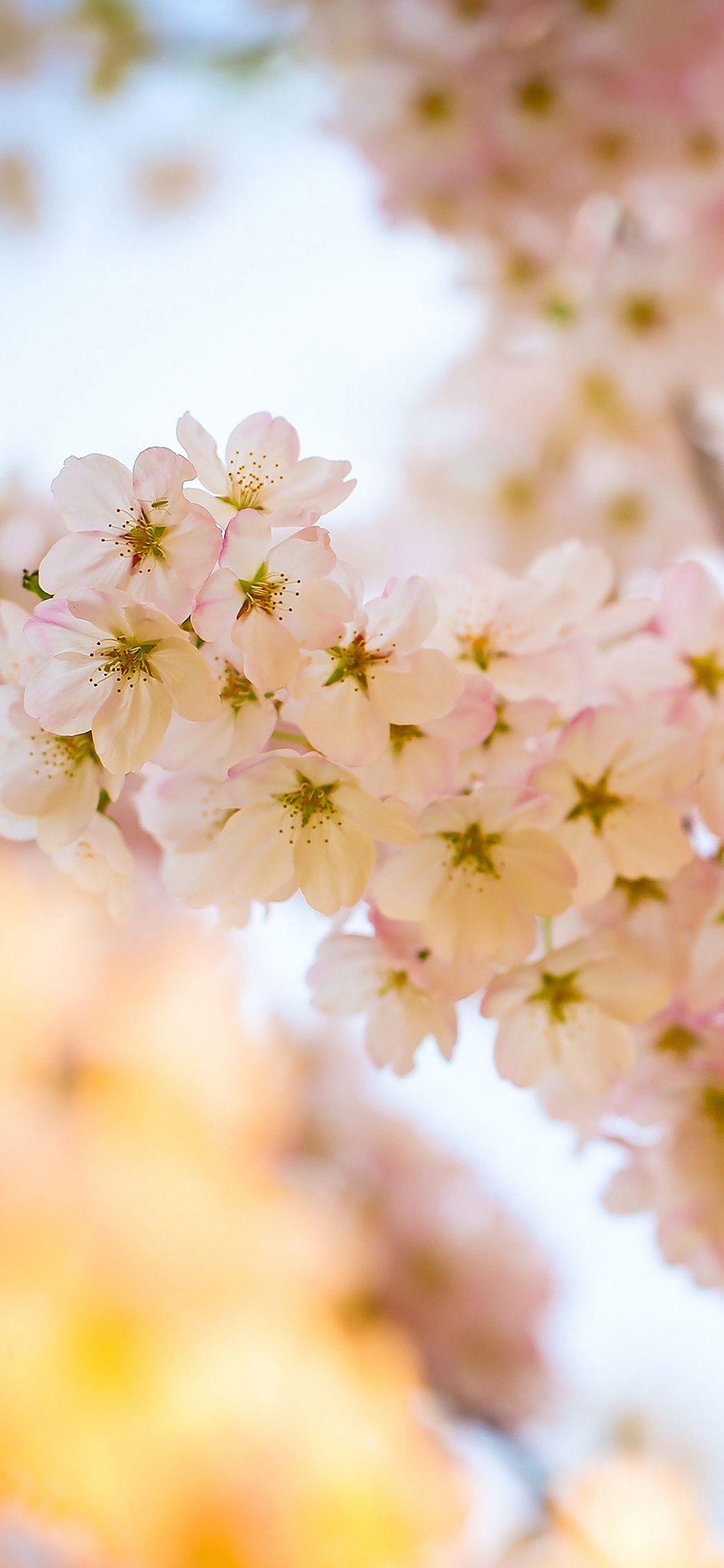 Cherry Tree, Iphone11 wallpaper, Flower blossom, Nature, 1130x2440 HD Phone