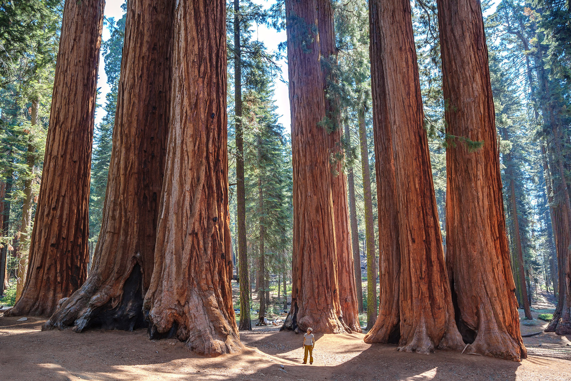 Cloned ancient redwoods, Climate change warriors, Environmental impact, Sustainable future, 2000x1340 HD Desktop