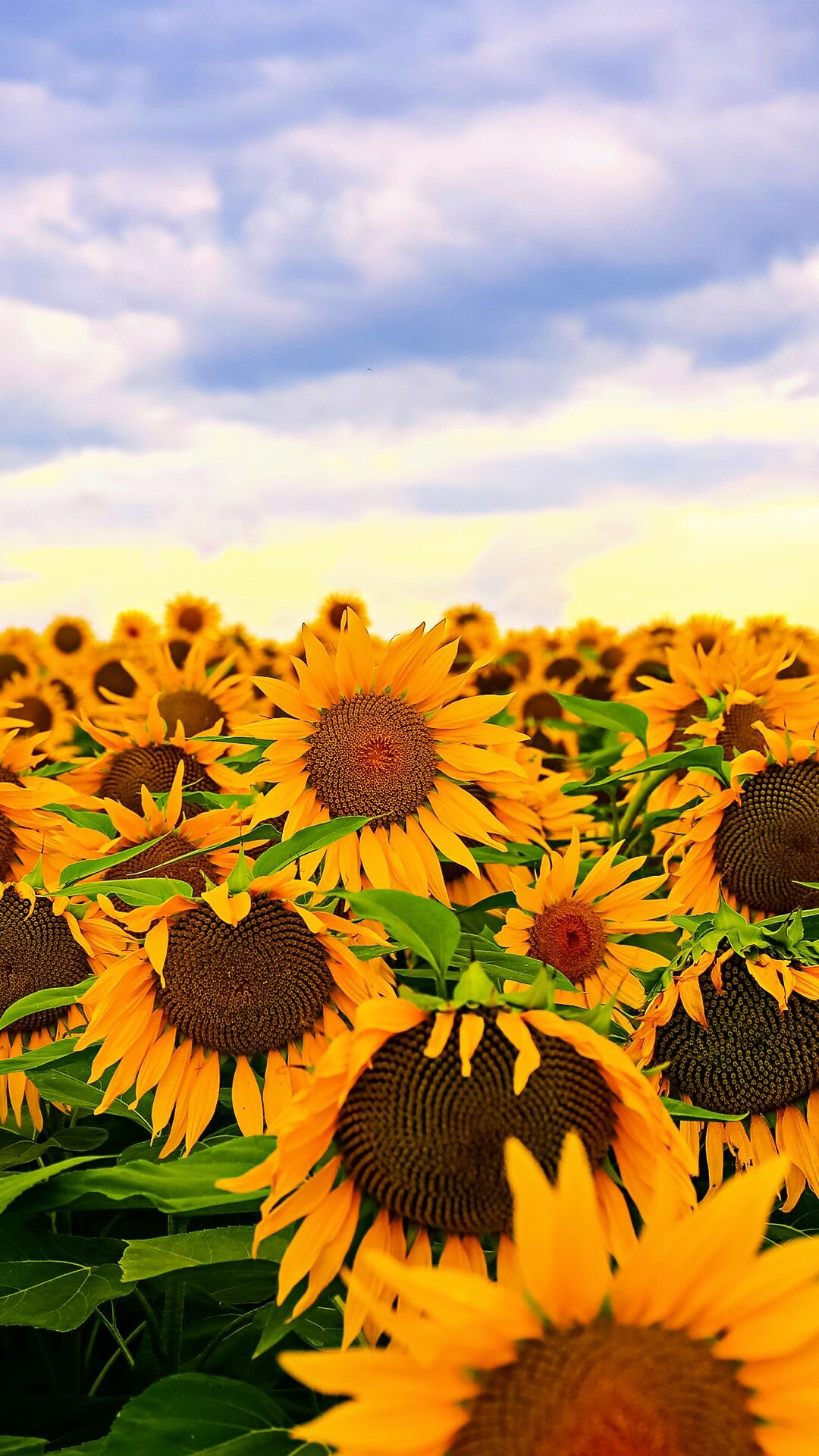 Sunflower: The symbol of the Vegan Society, Annual plant. 1080x1920 Full HD Wallpaper.