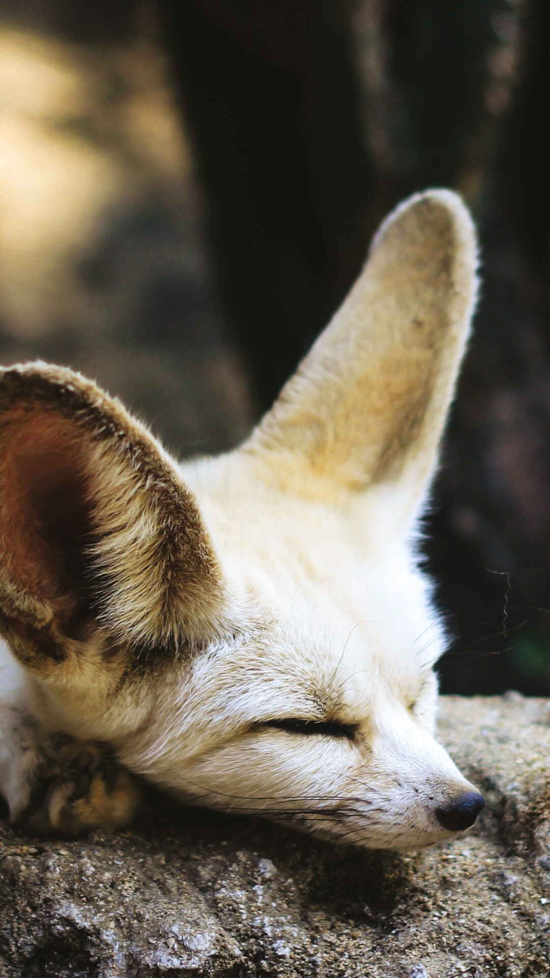Fox: Fennec, Vulpes zerda, Large ears, Inhabits the deserts. 1080x1920 Full HD Wallpaper.