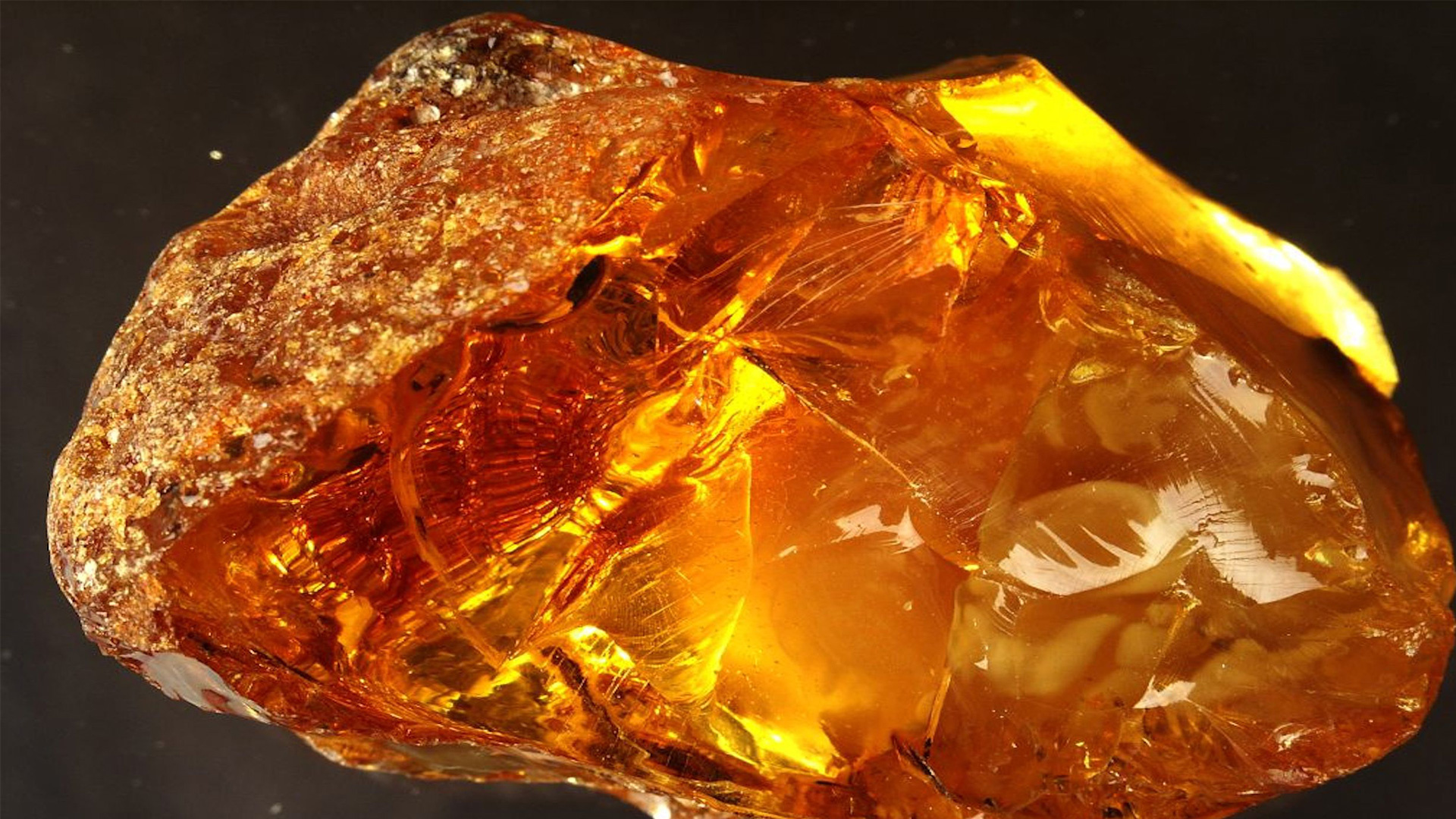 Amber mineral, New species of millipede, 1920x1080 Full HD Desktop