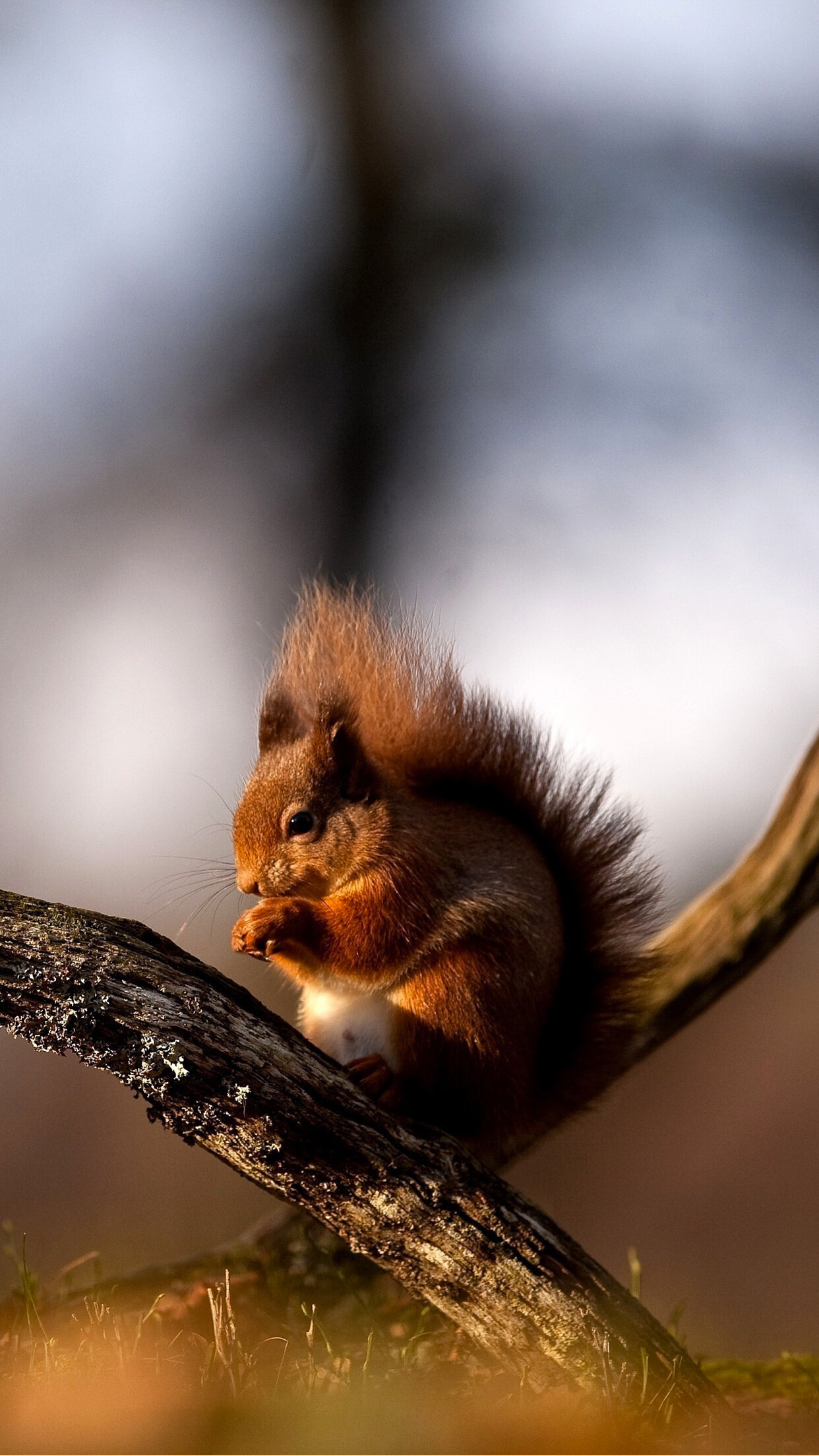 Squirrel: Rodents, Eat nuts, leaves, roots, seeds, and other plants. 1250x2210 HD Background.