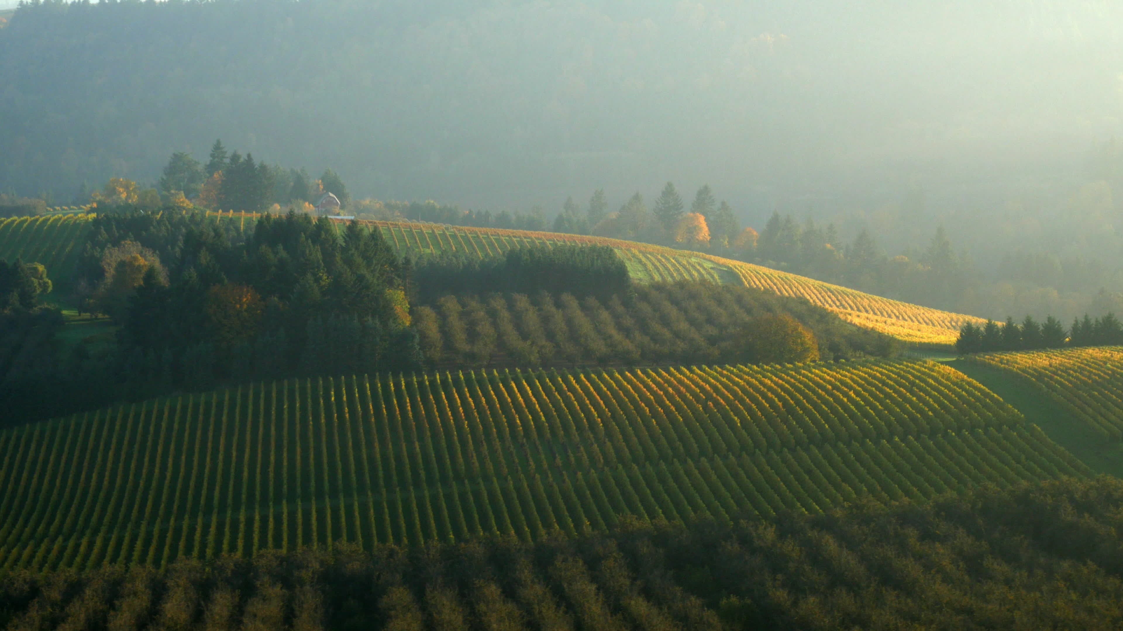 Aerial vineyard video, Willamette Valley beauty, Fall colors, Stock footage, 3840x2160 4K Desktop